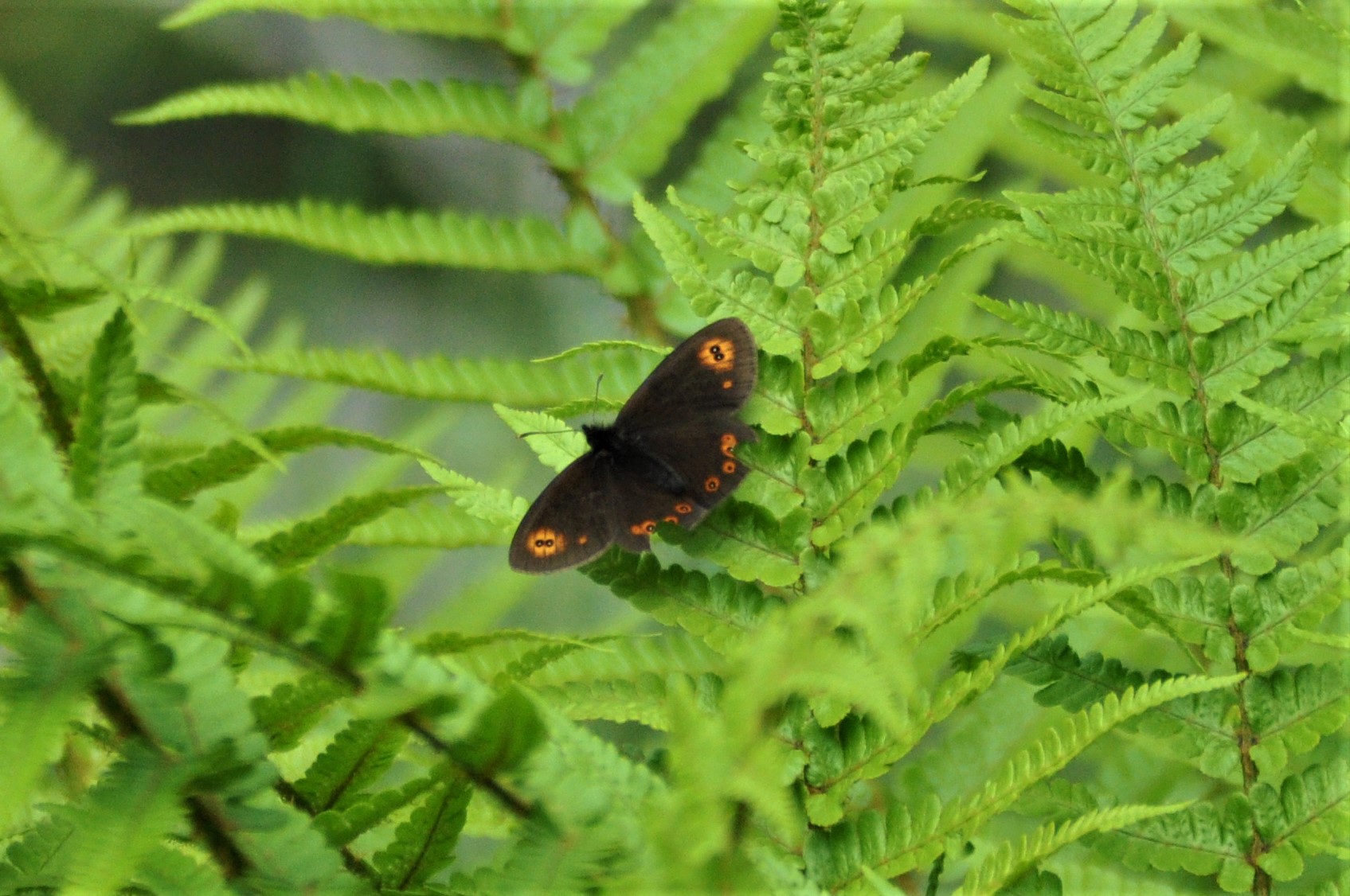 Brown butterfly