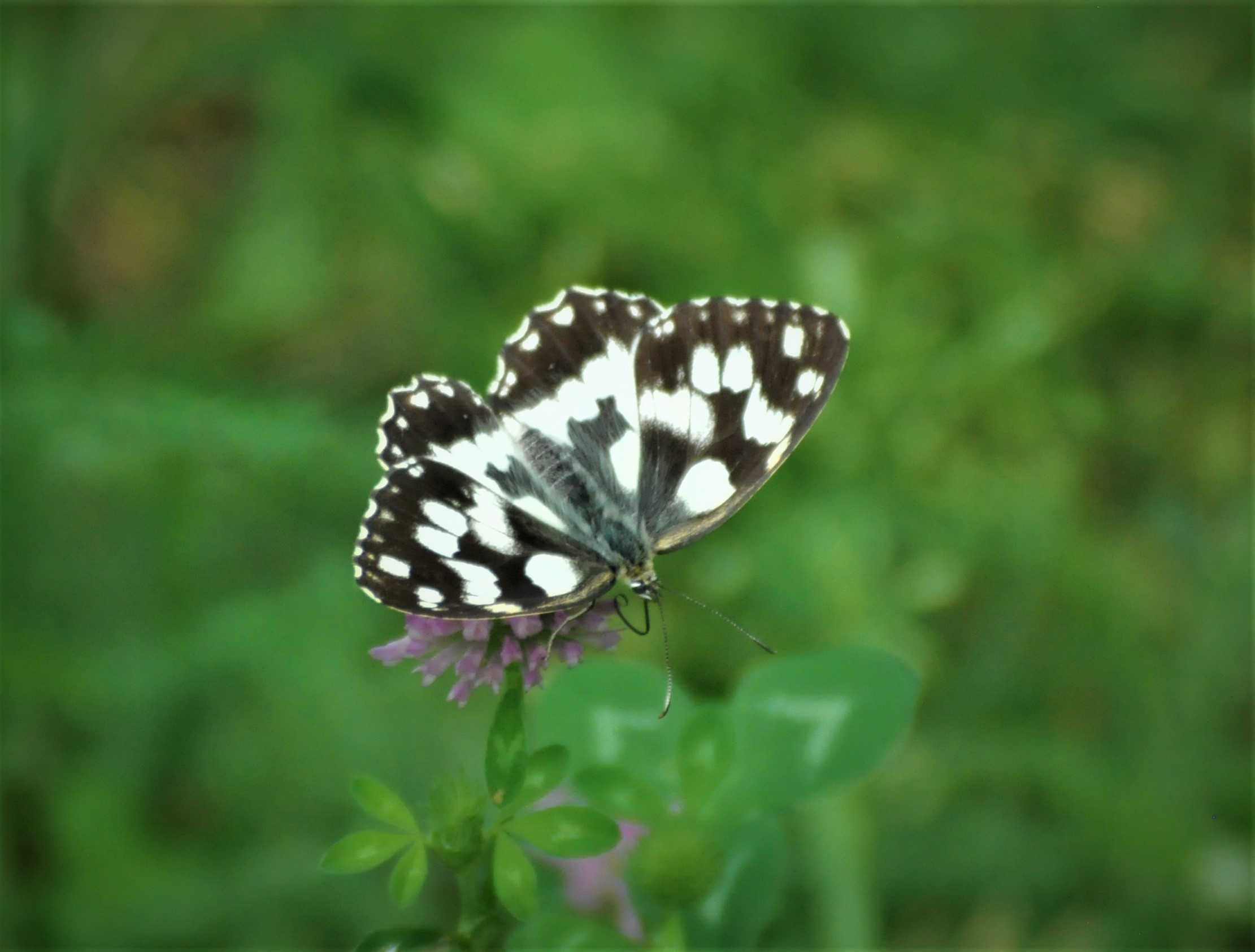 Butterfly drinking