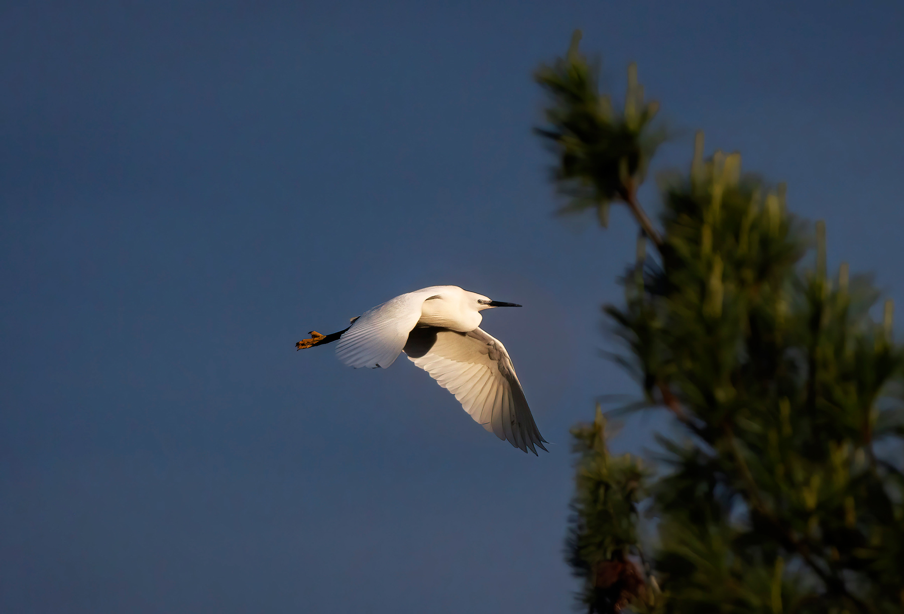 Primo volo della giornata