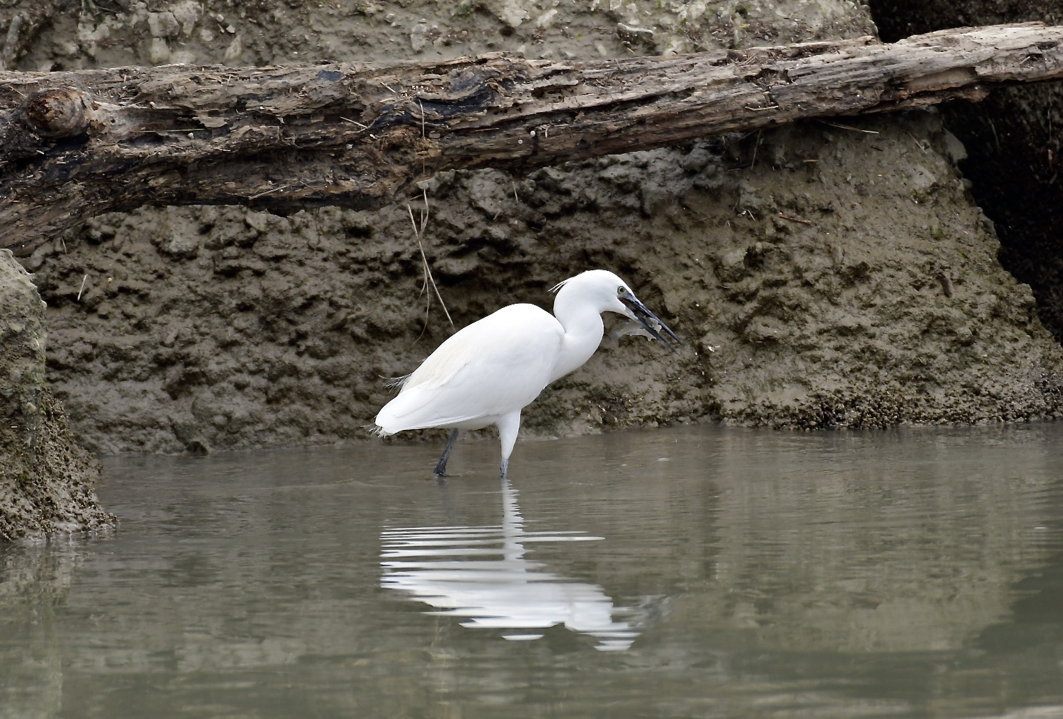Egret with prey