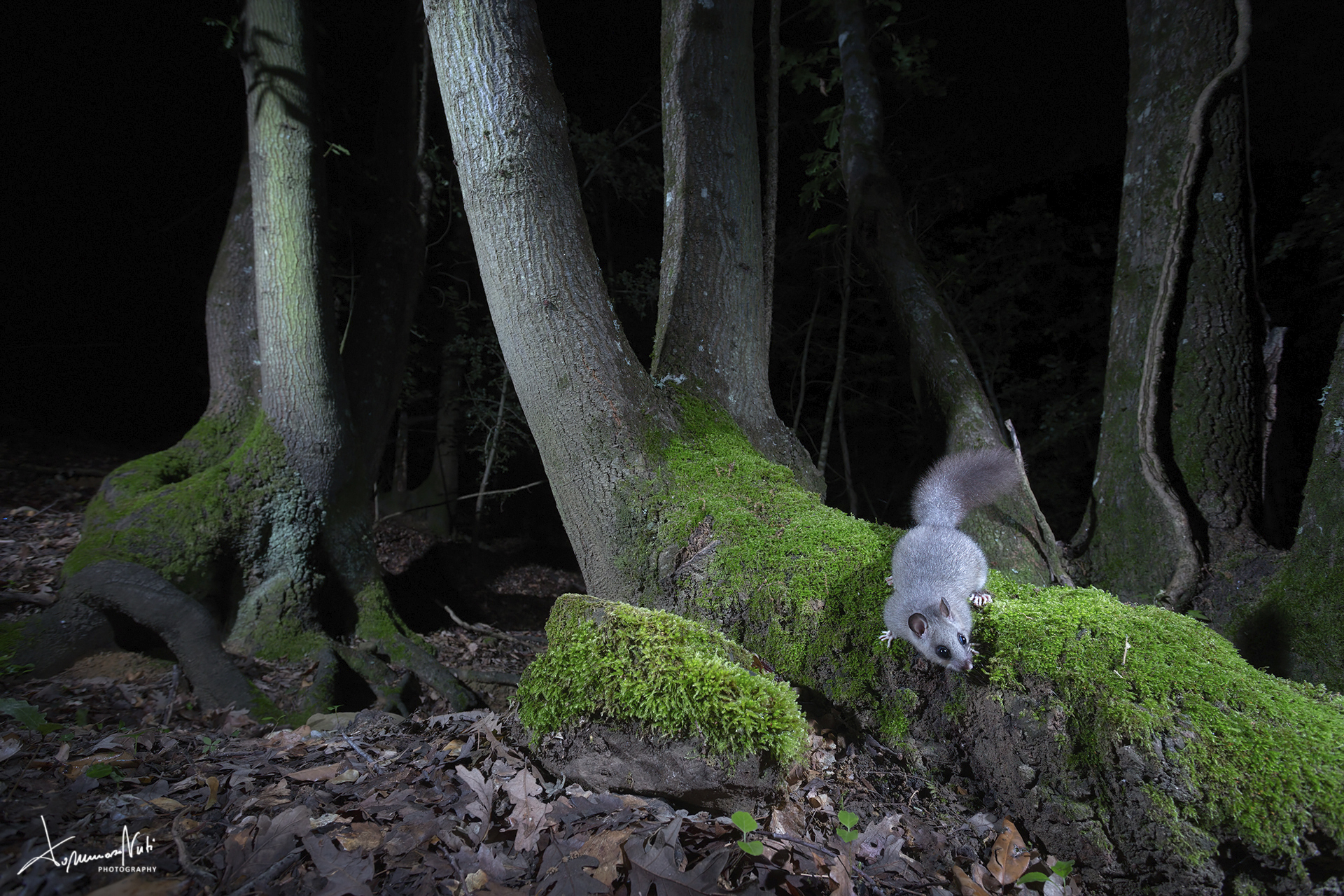 dormouse