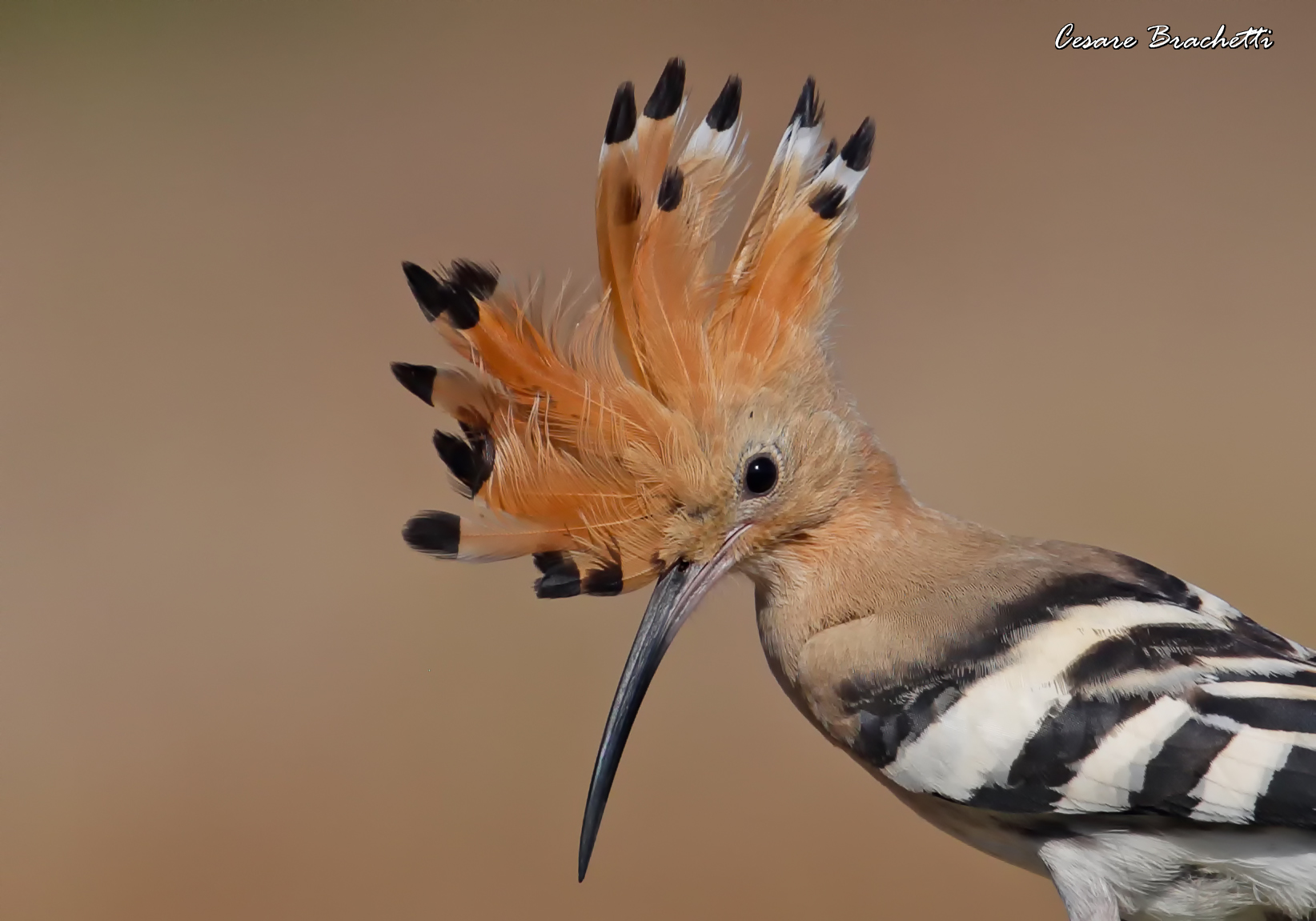 hoopoe.