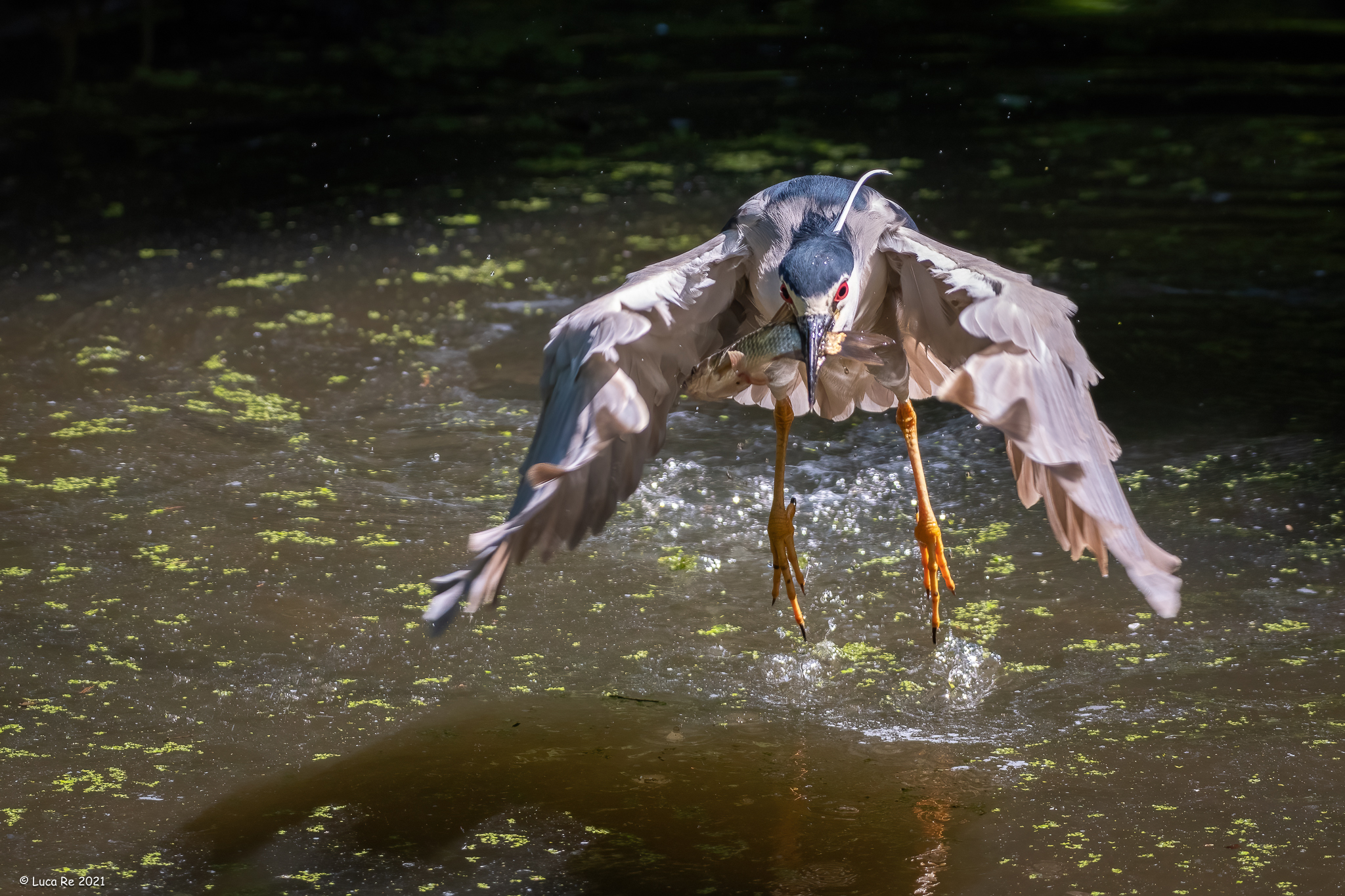 Nitticora for fishing