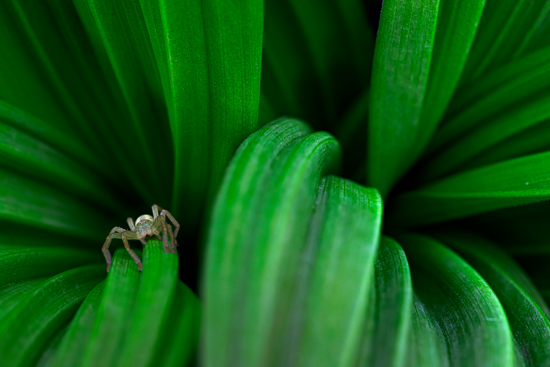 vortex green