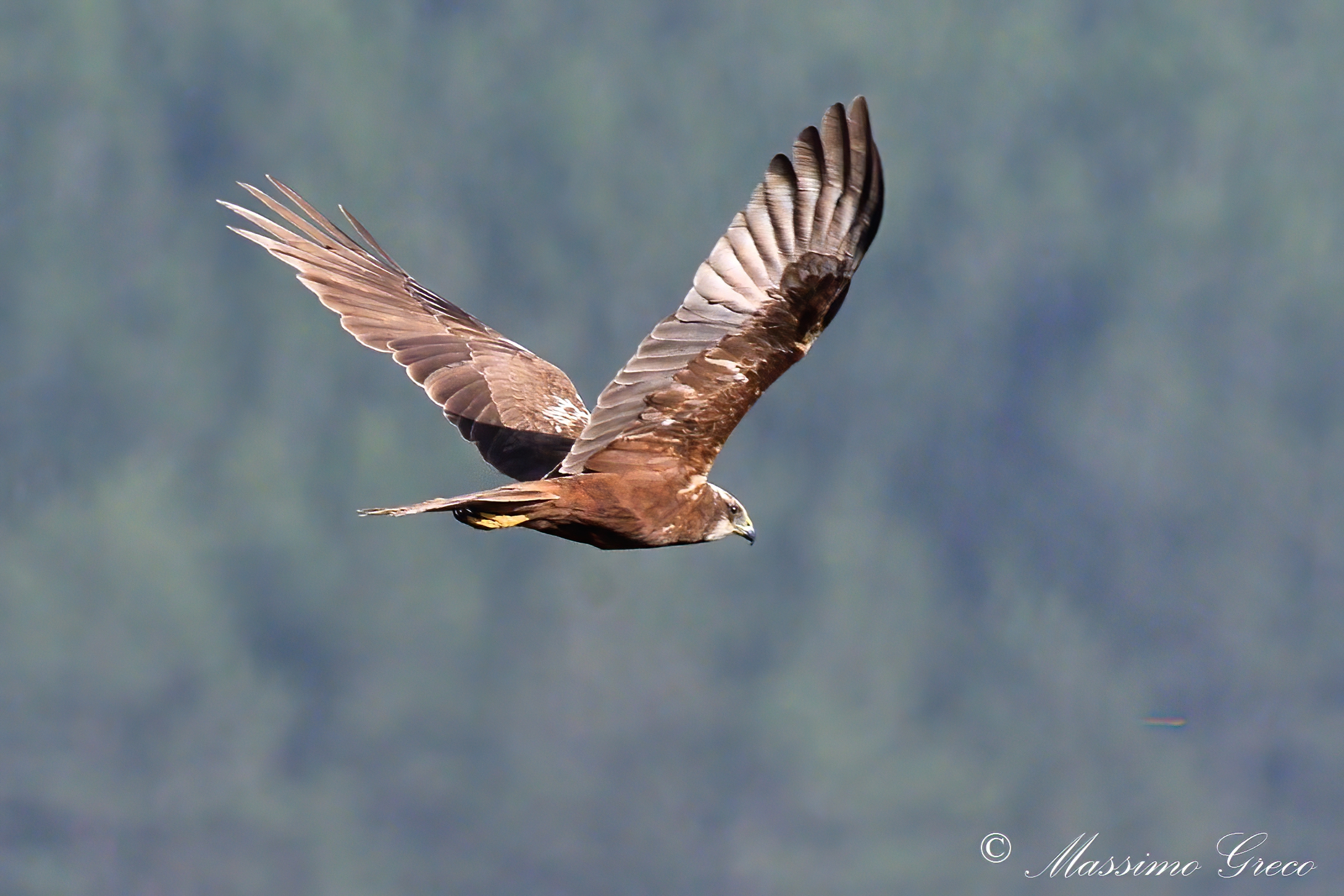 Marsh Falcon (Circus aeruginosus)