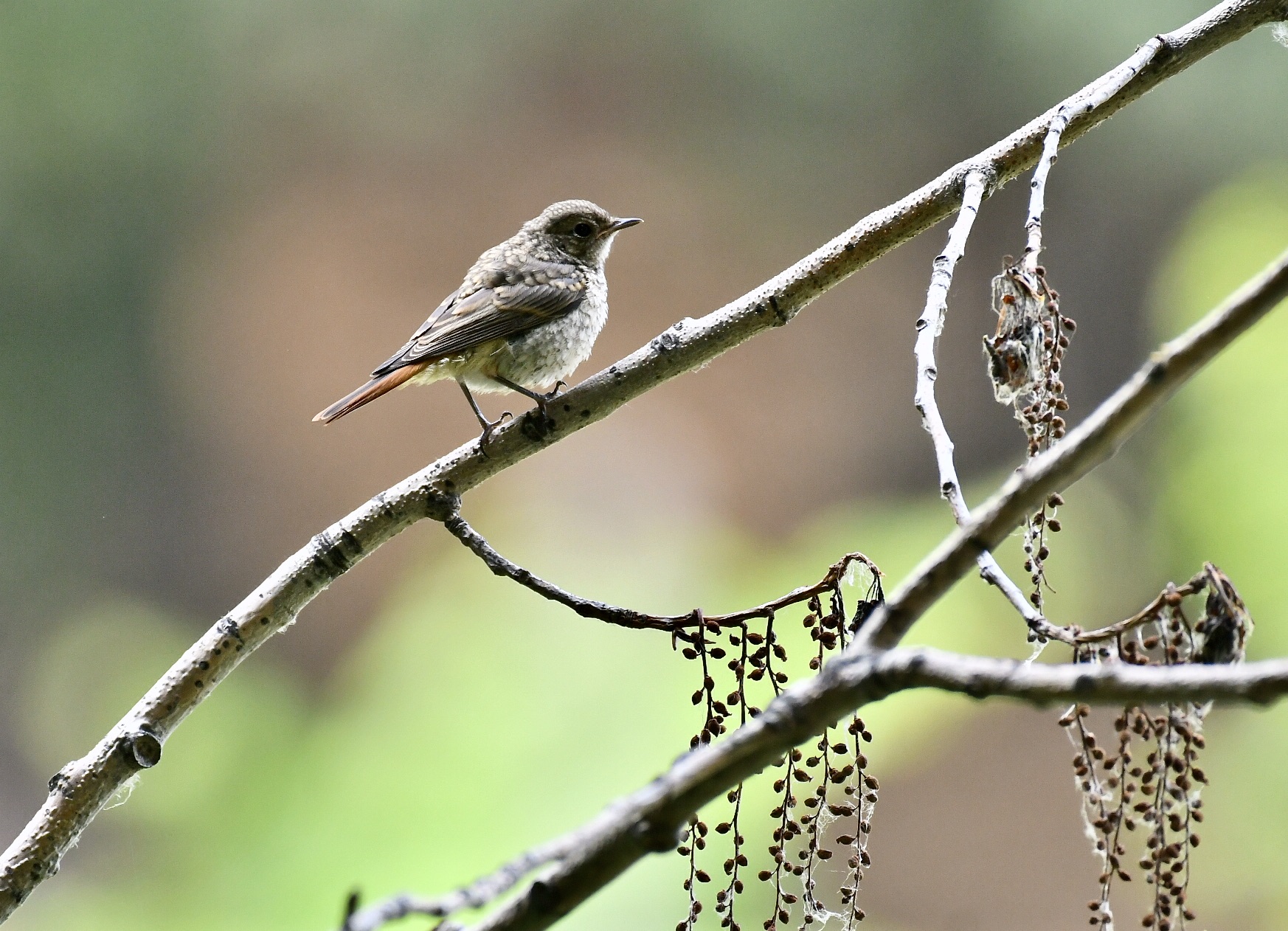 Young redstart