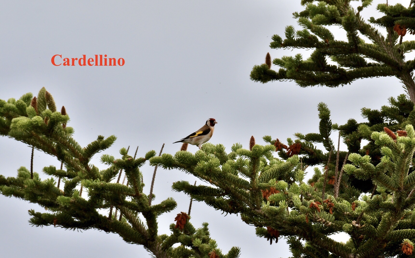 goldfinch