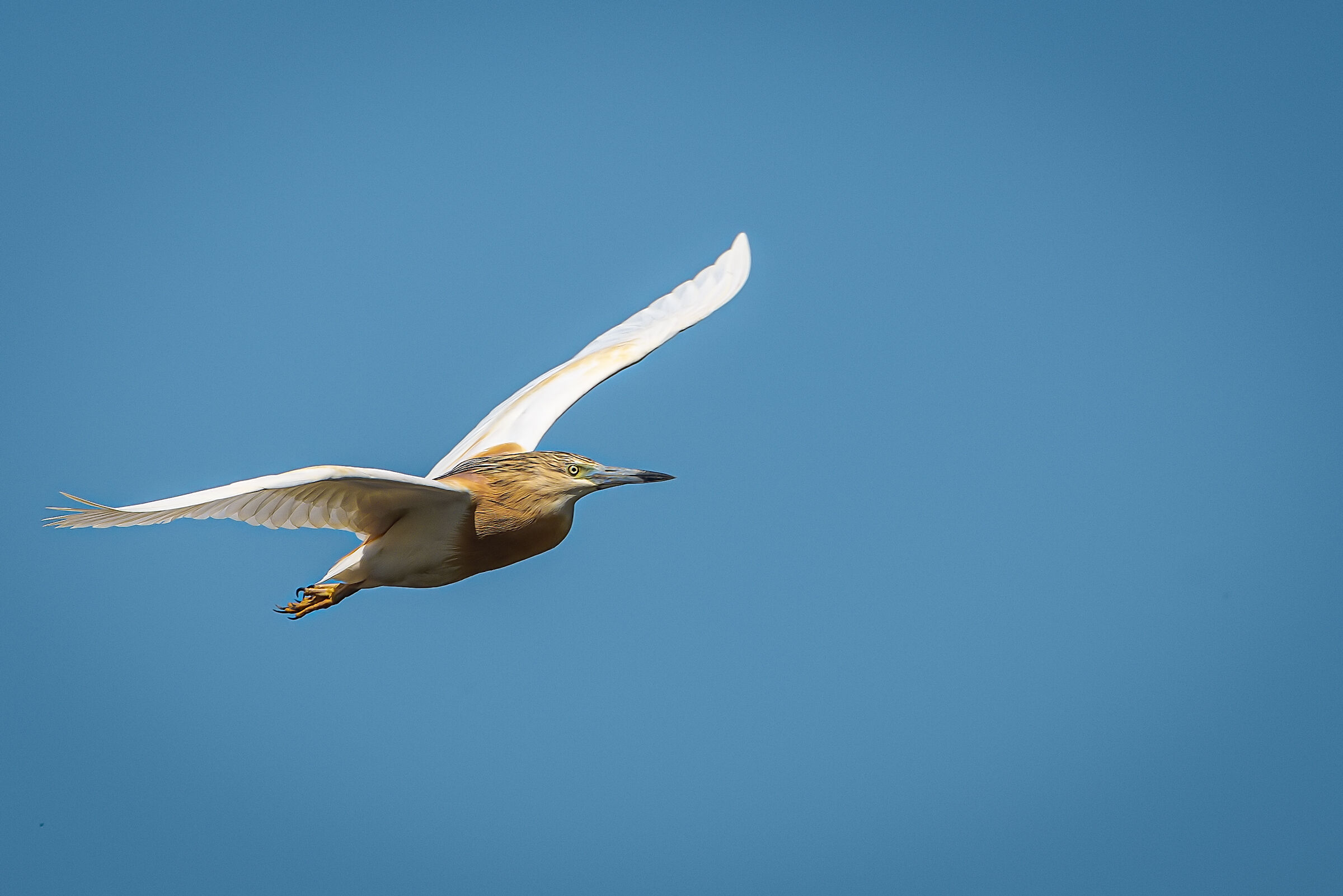 Sgarza tuft in flight