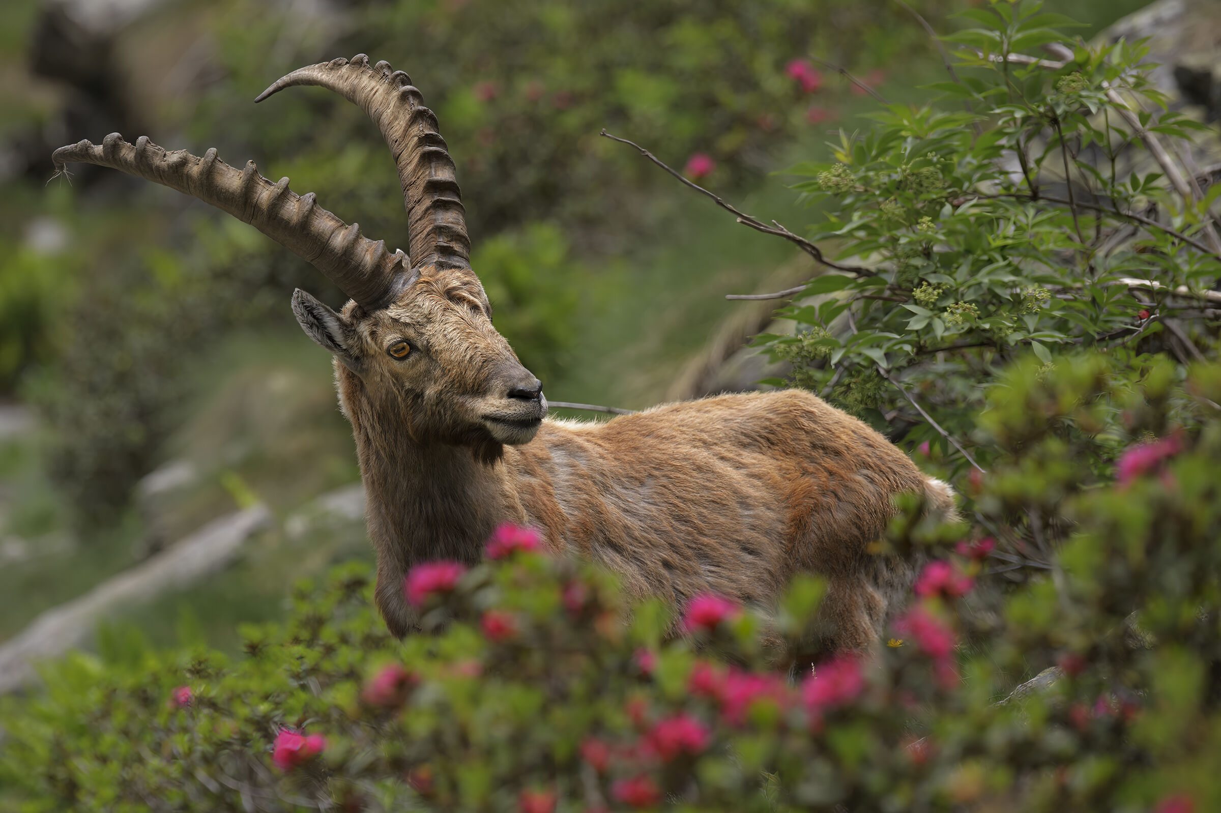 Lo Stambecco nel Rododendro
