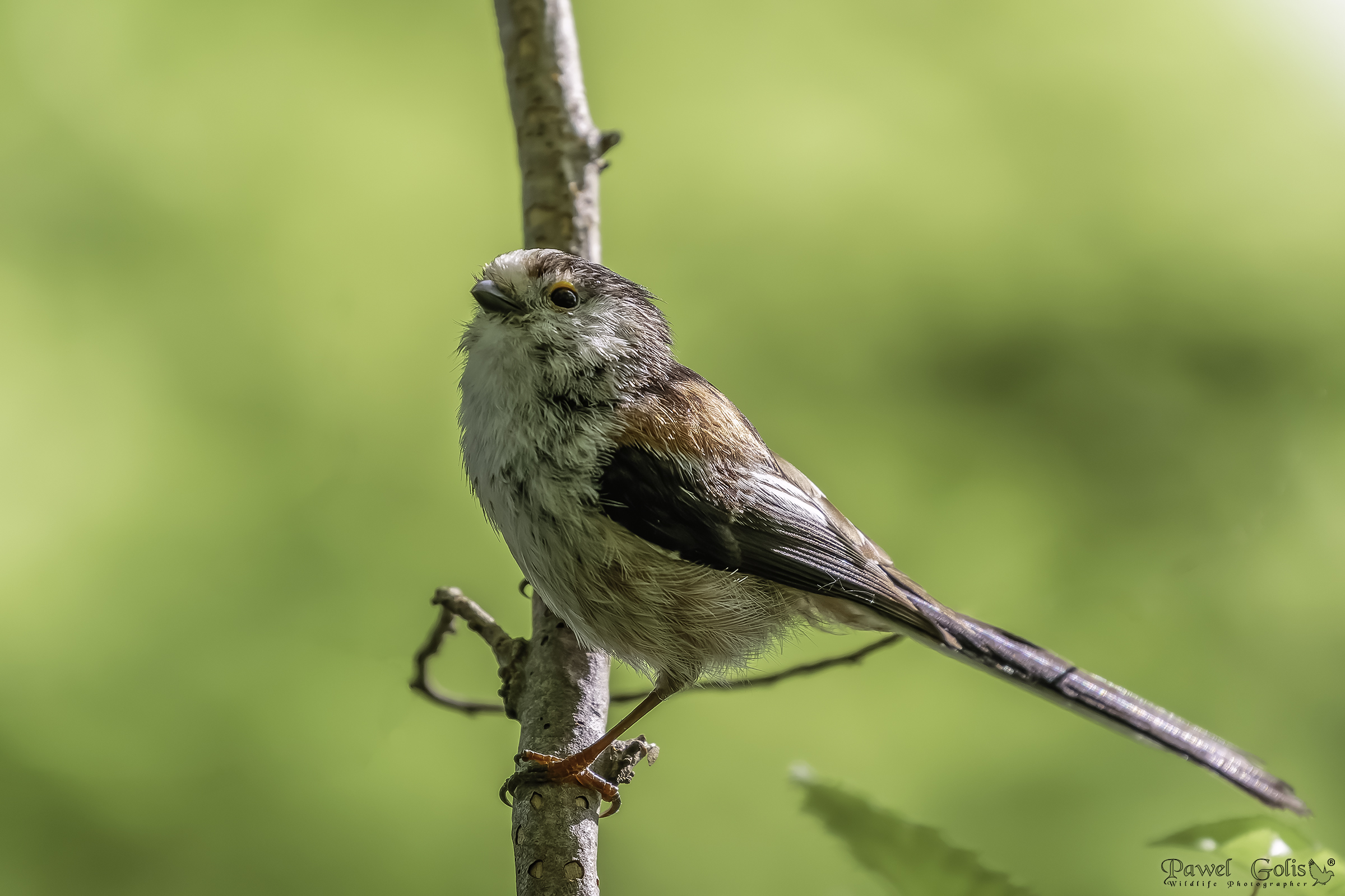 Boccola dalla coda lunga (Aegithalos caudatus)