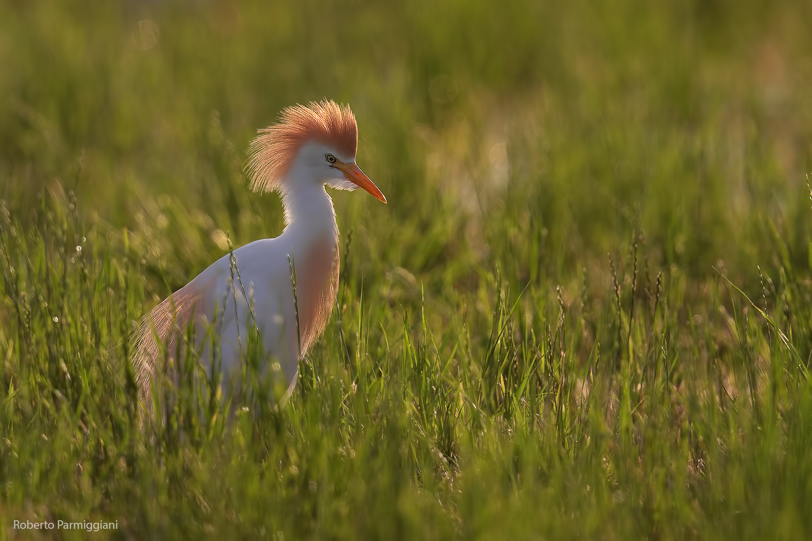 Esibizione di bellezza