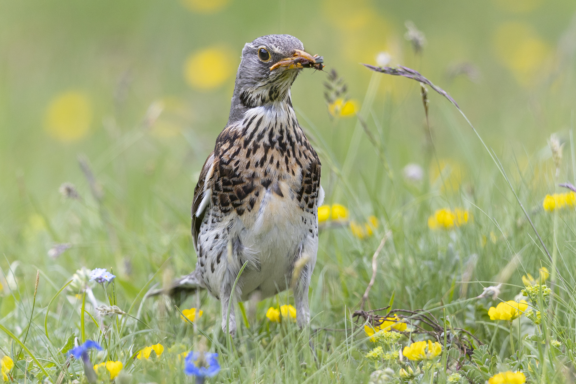 cesena tra fiori alpini
