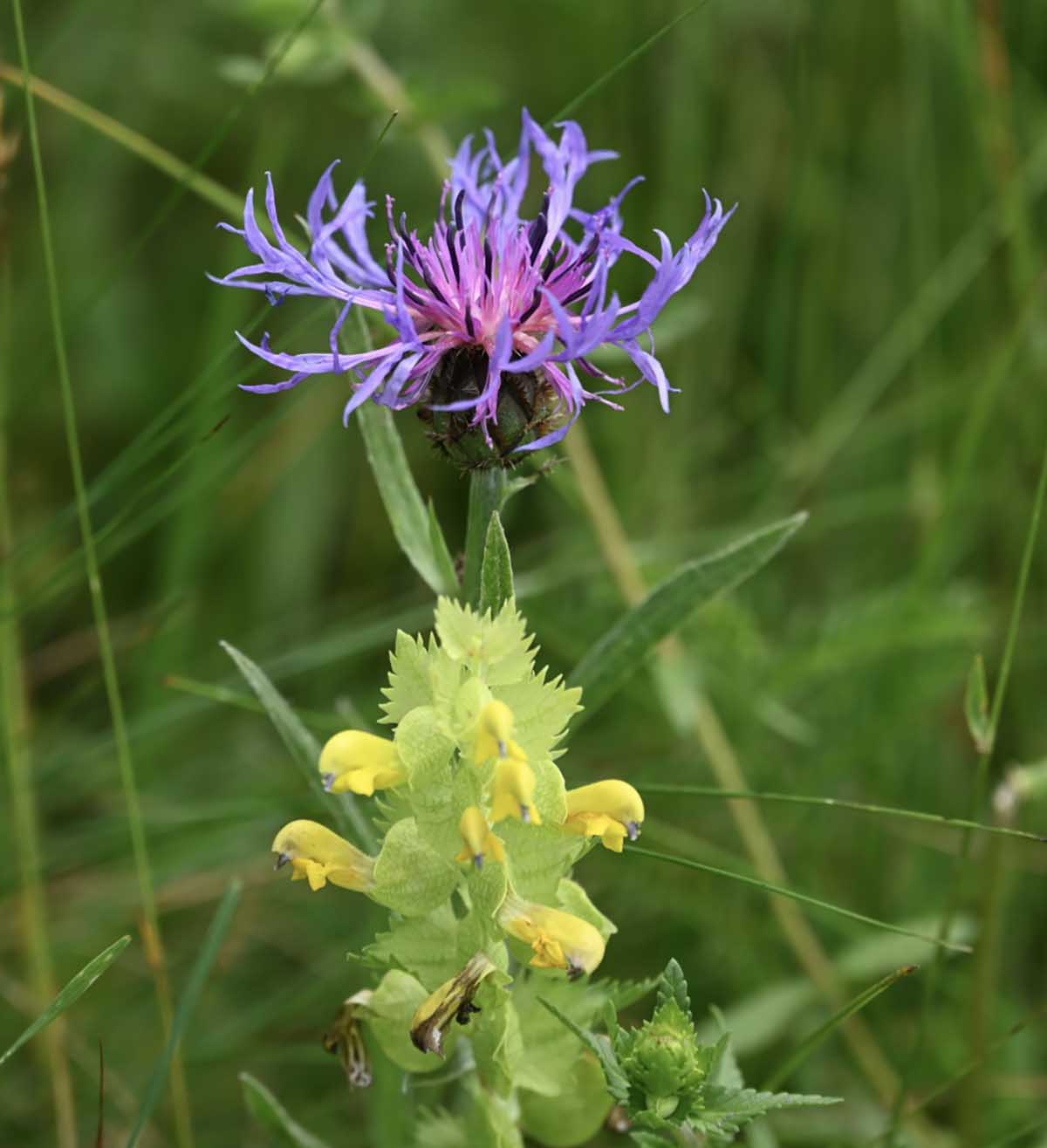 Fiordaliso e Cresta di gallo