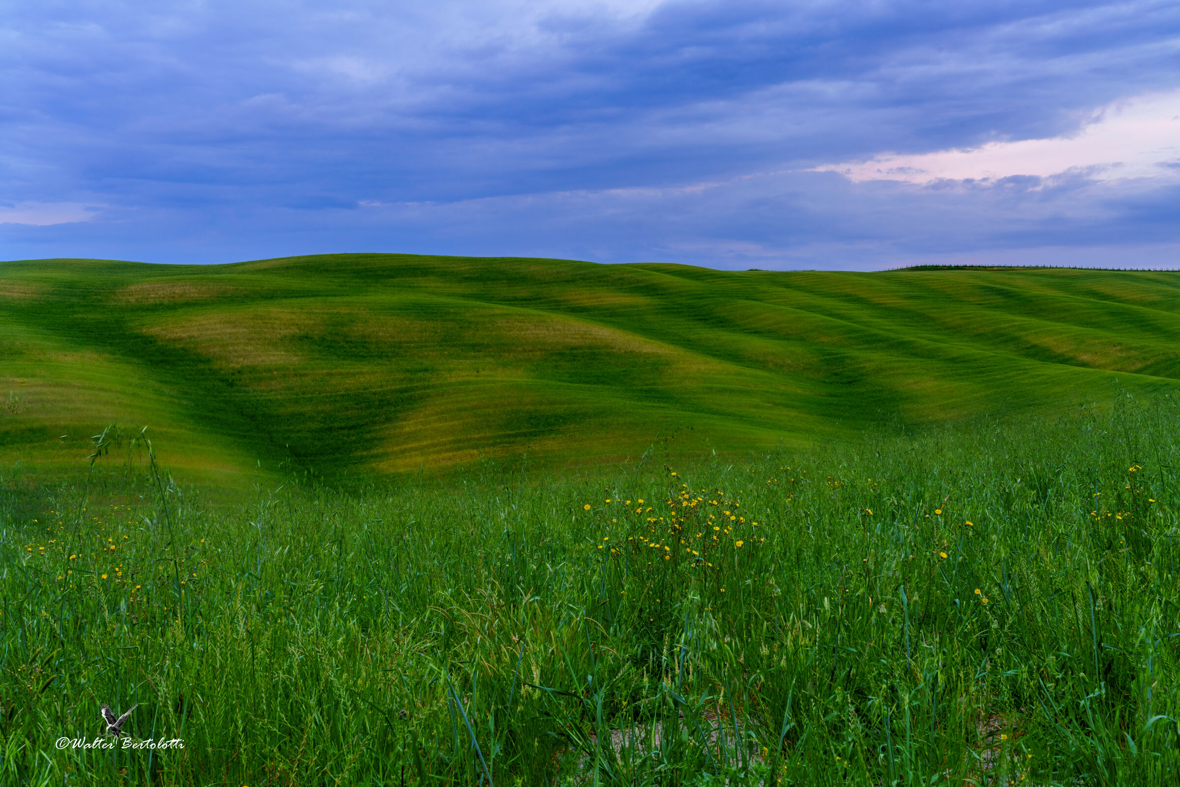 il mare verde della Val d'Orcia