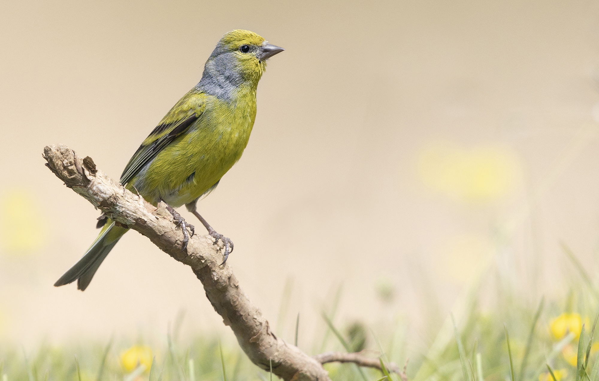 venturone alpino in prato d'alta quota