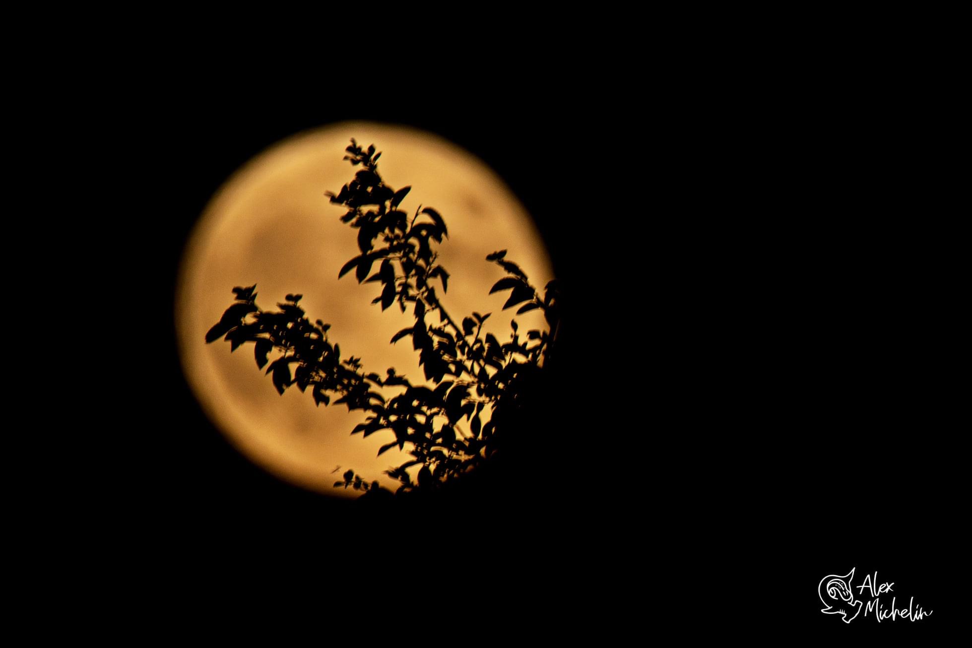 Luna di fragola variante