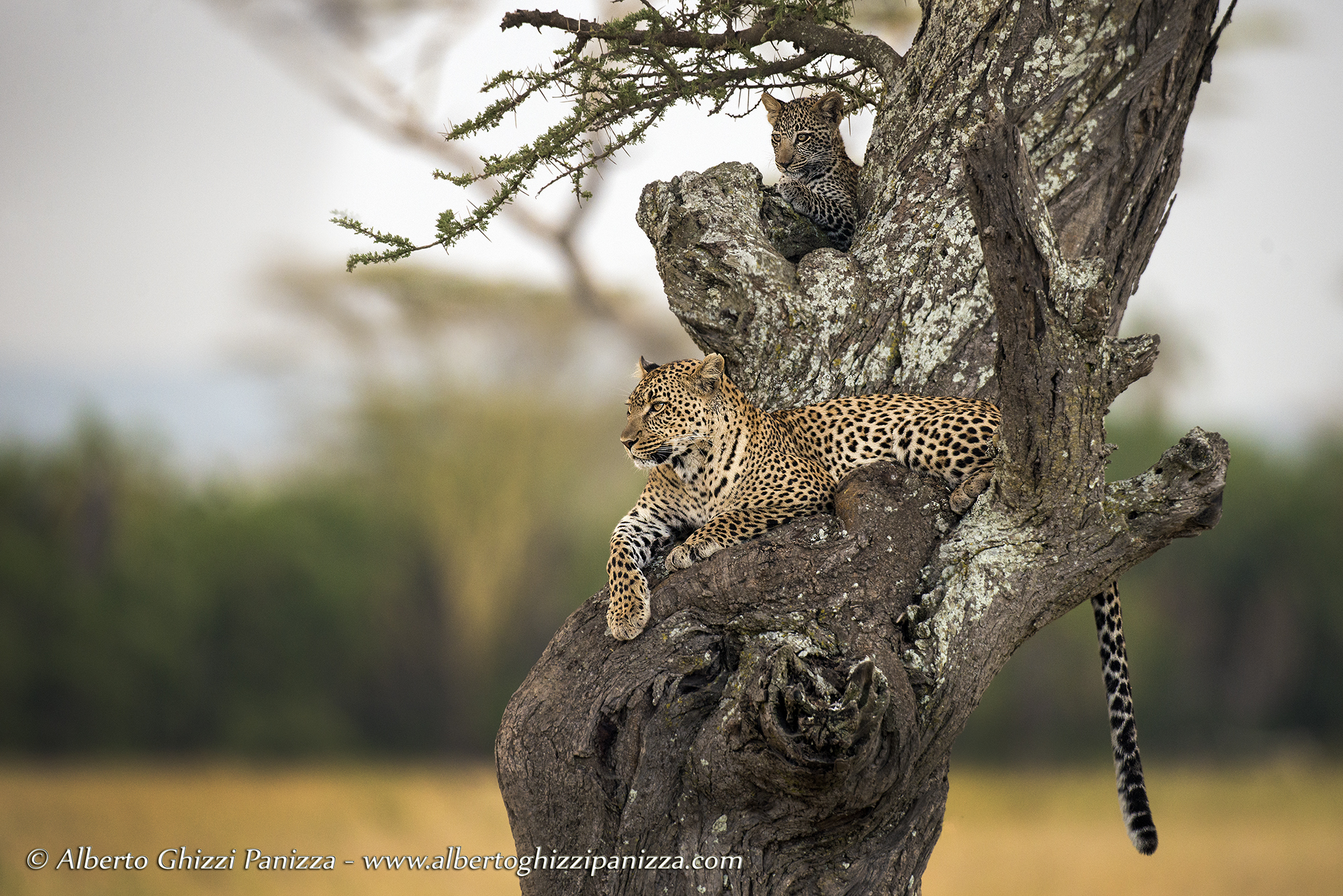 Looks in the Serengeti