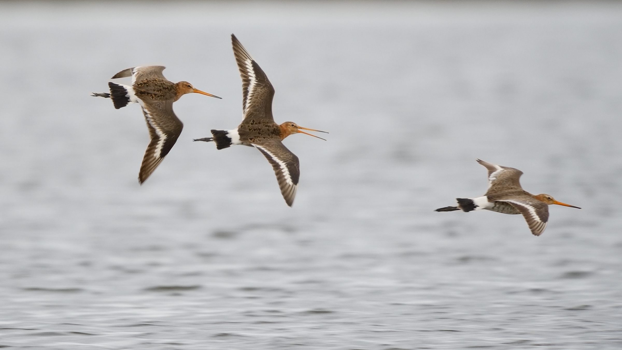 Pittime reale (Limosa limosa)