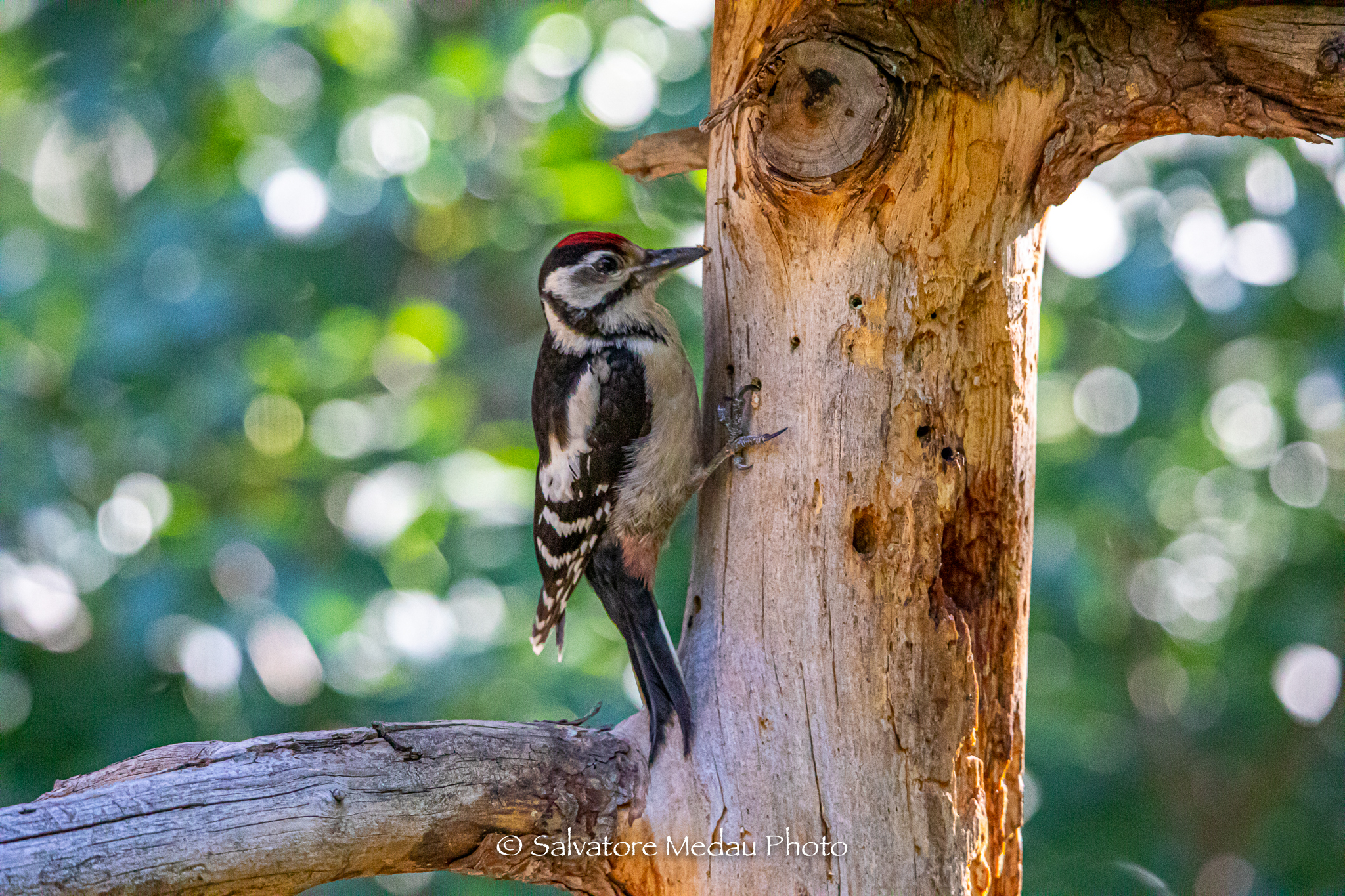 Woodpecker or don't I hit?