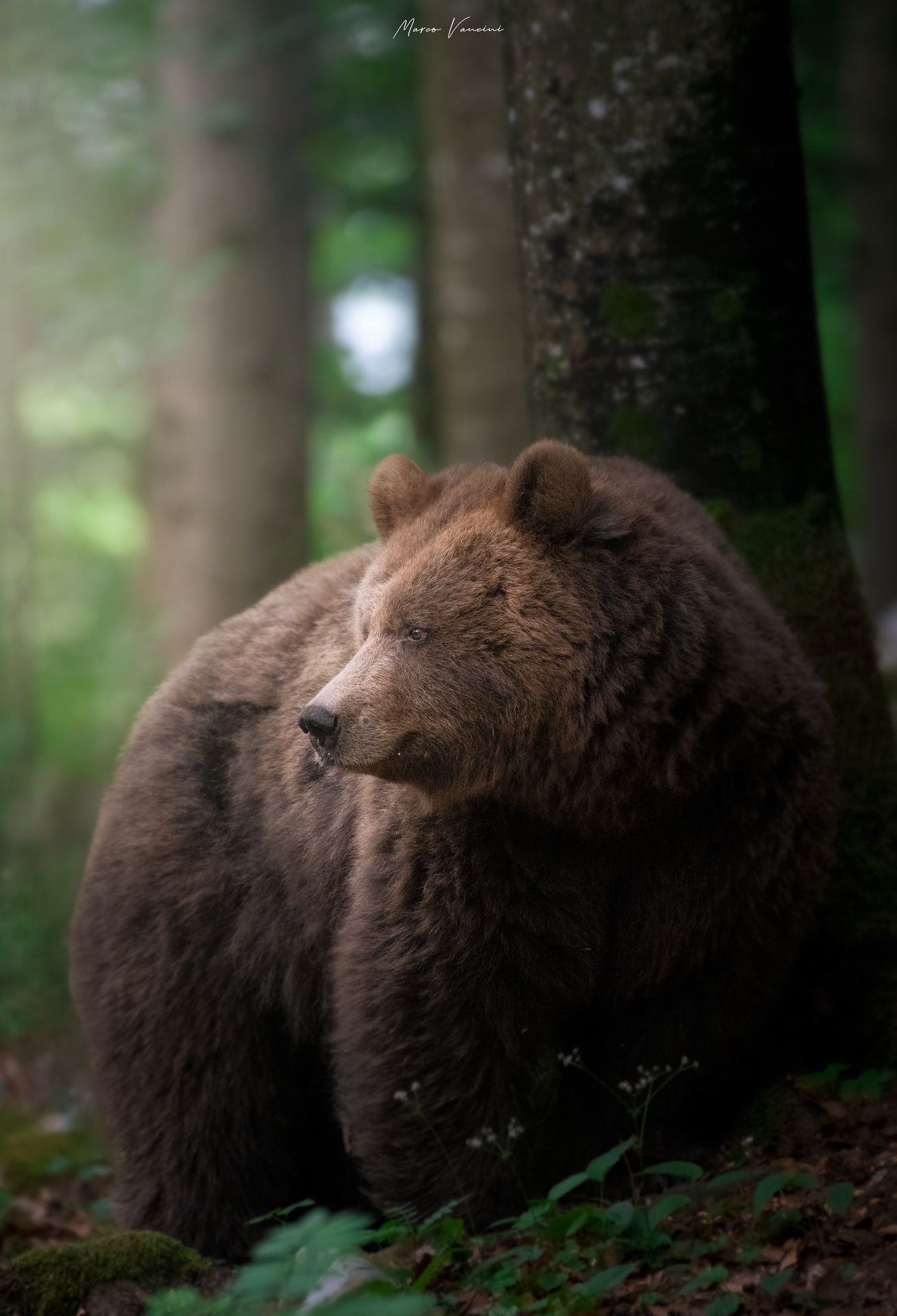 Un bellissimo orso bruno