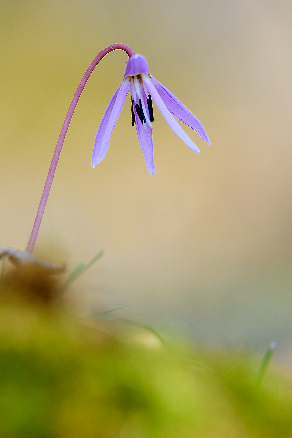Erythronium dens-canis
