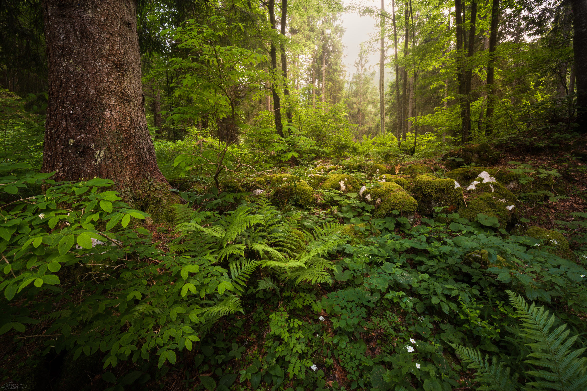 L'abbraccio della foresta