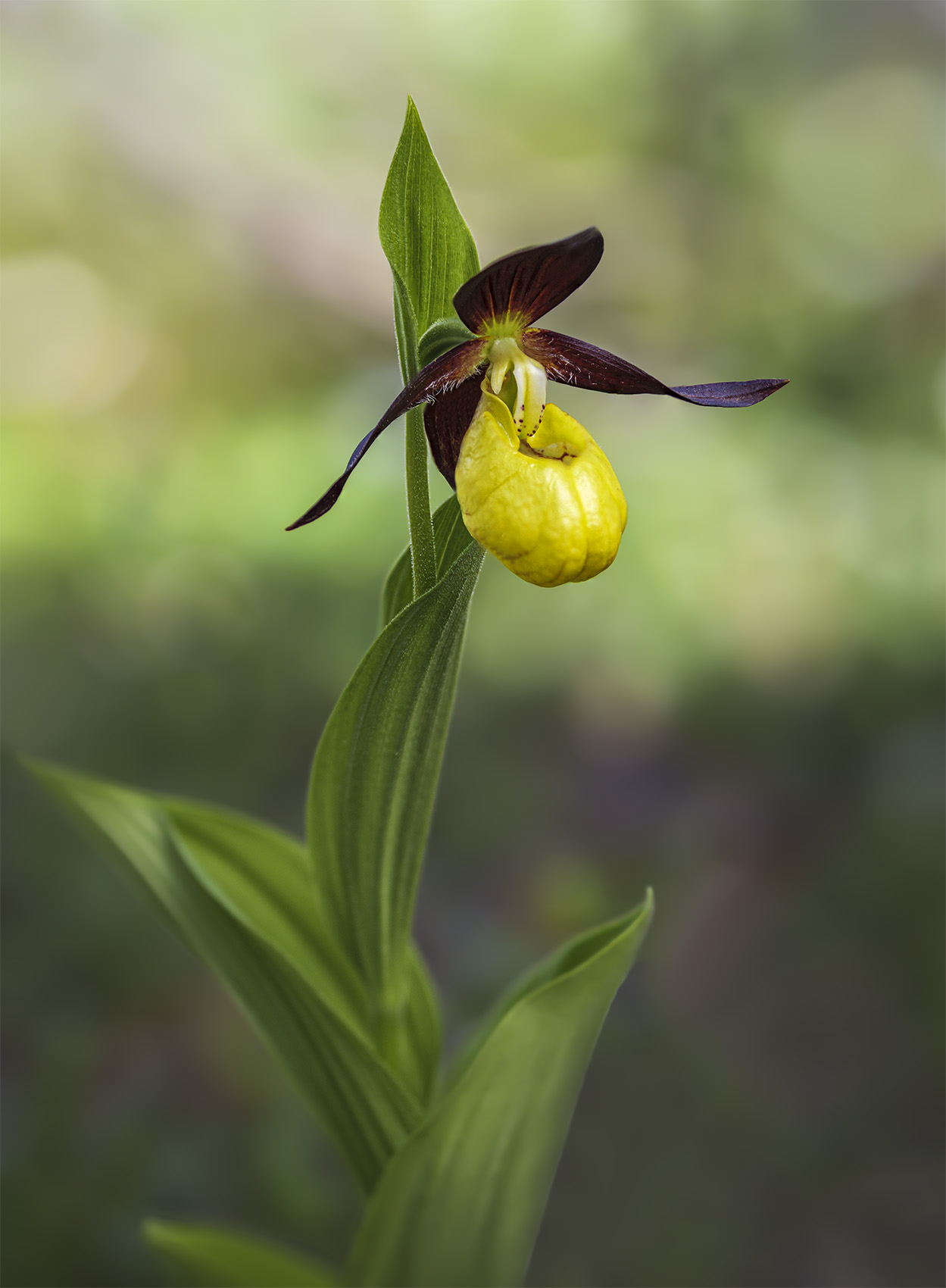 Cypripedium calceolus