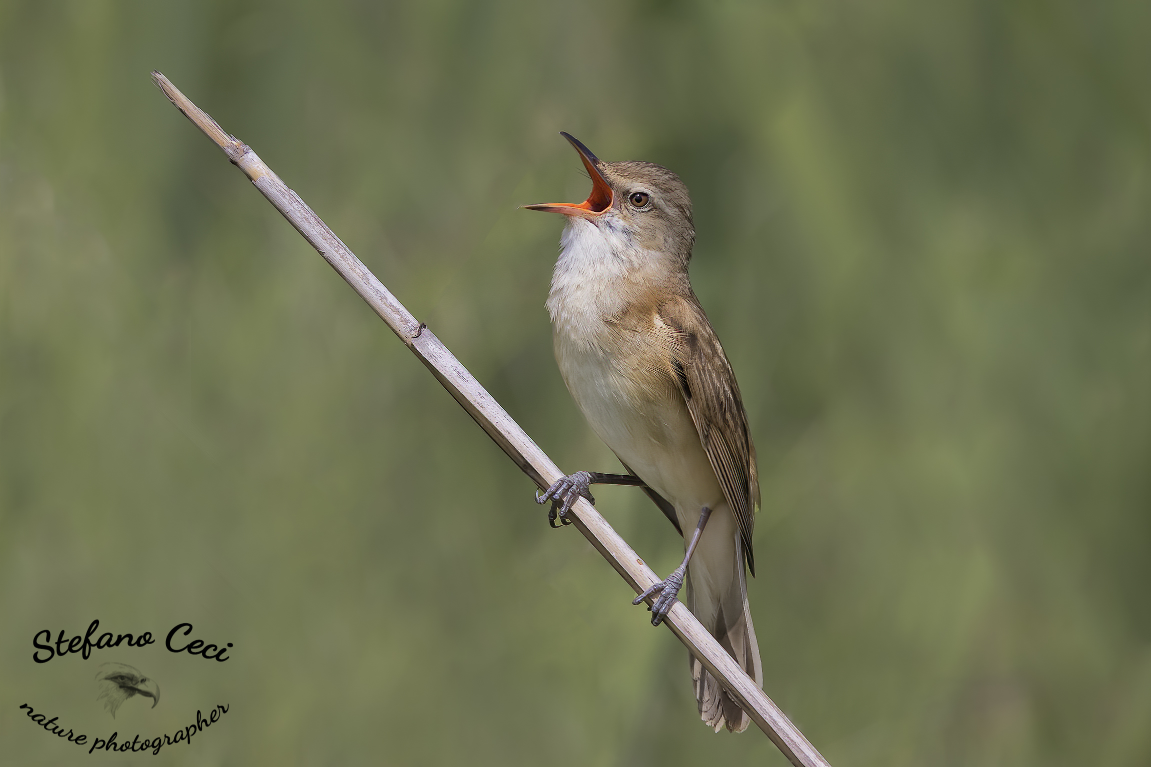 great reed warbler