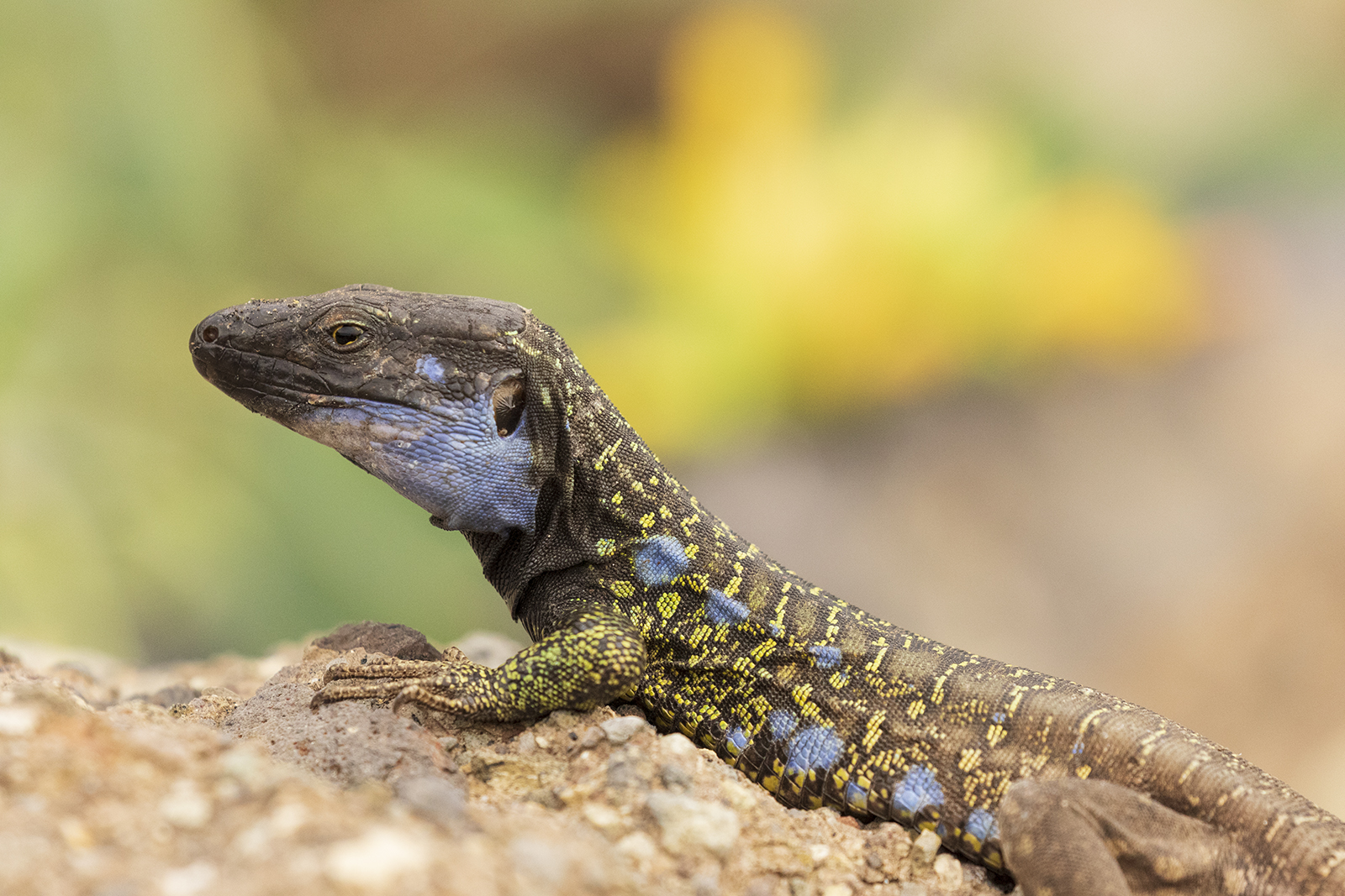 Lucertola di Tenerife