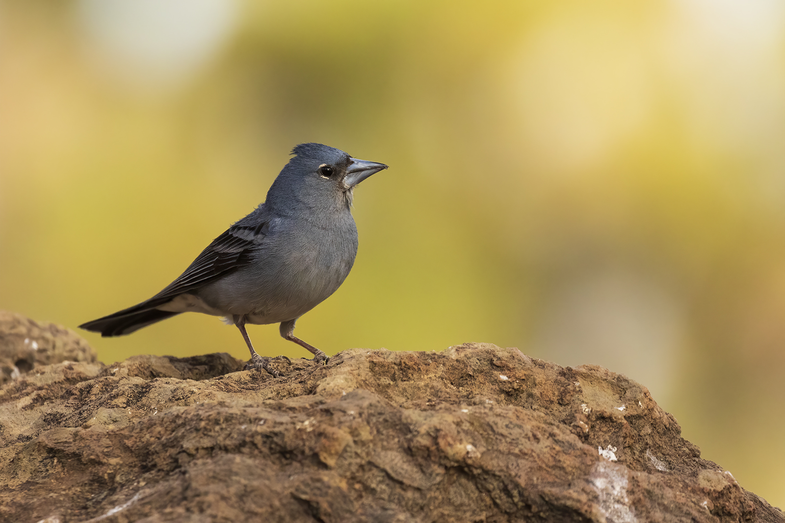 Fringuello azzurro di Tenerife
