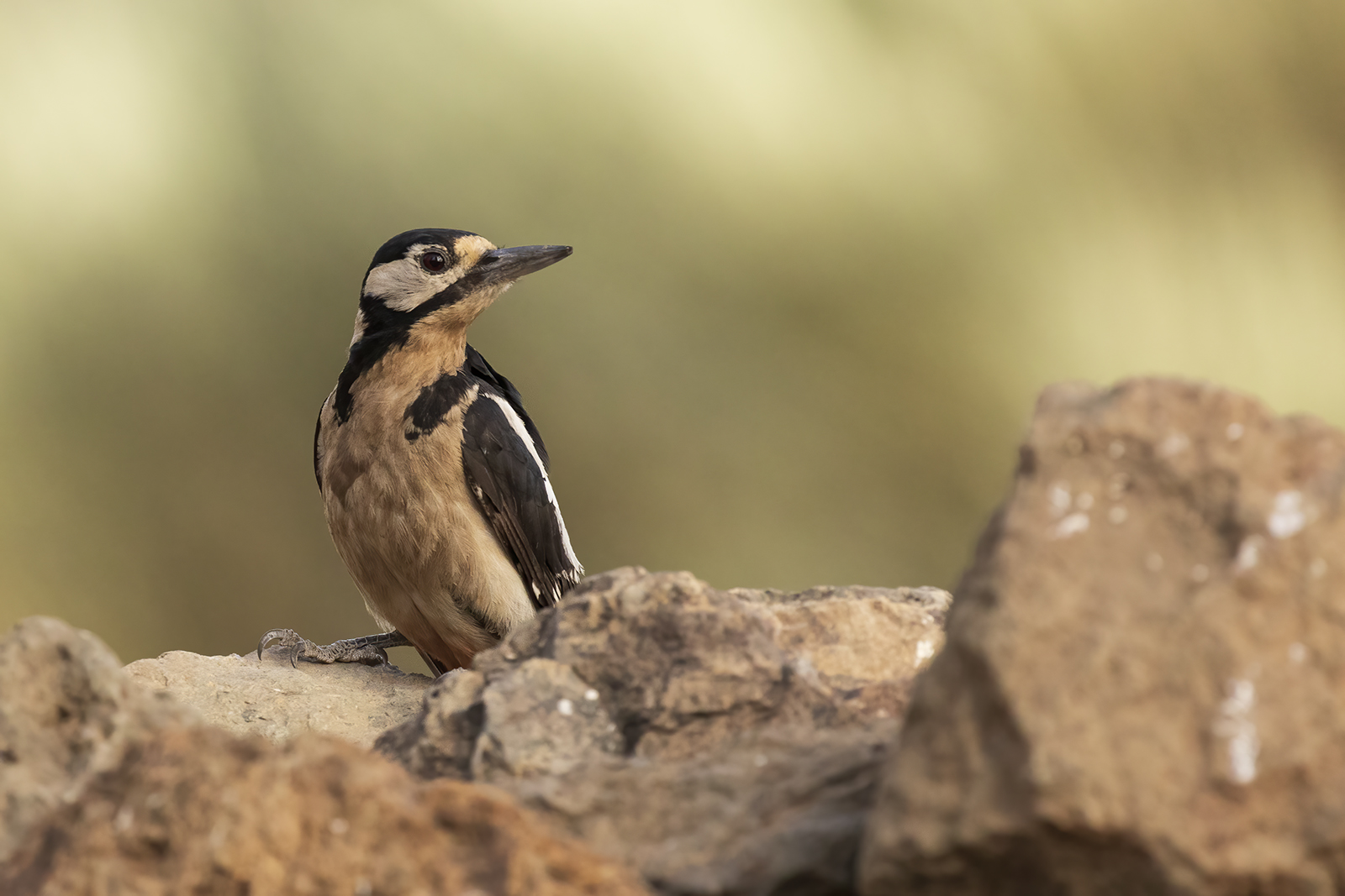 Picchio rosso maggiore