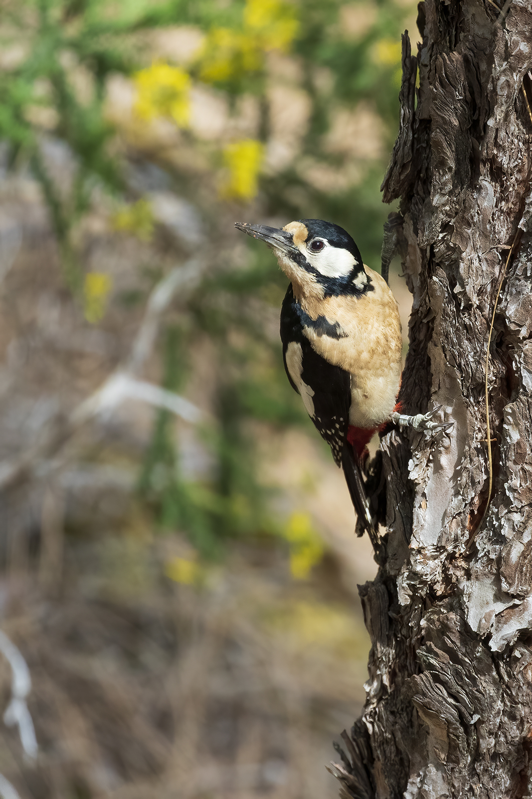 Picchio rosso maggiore