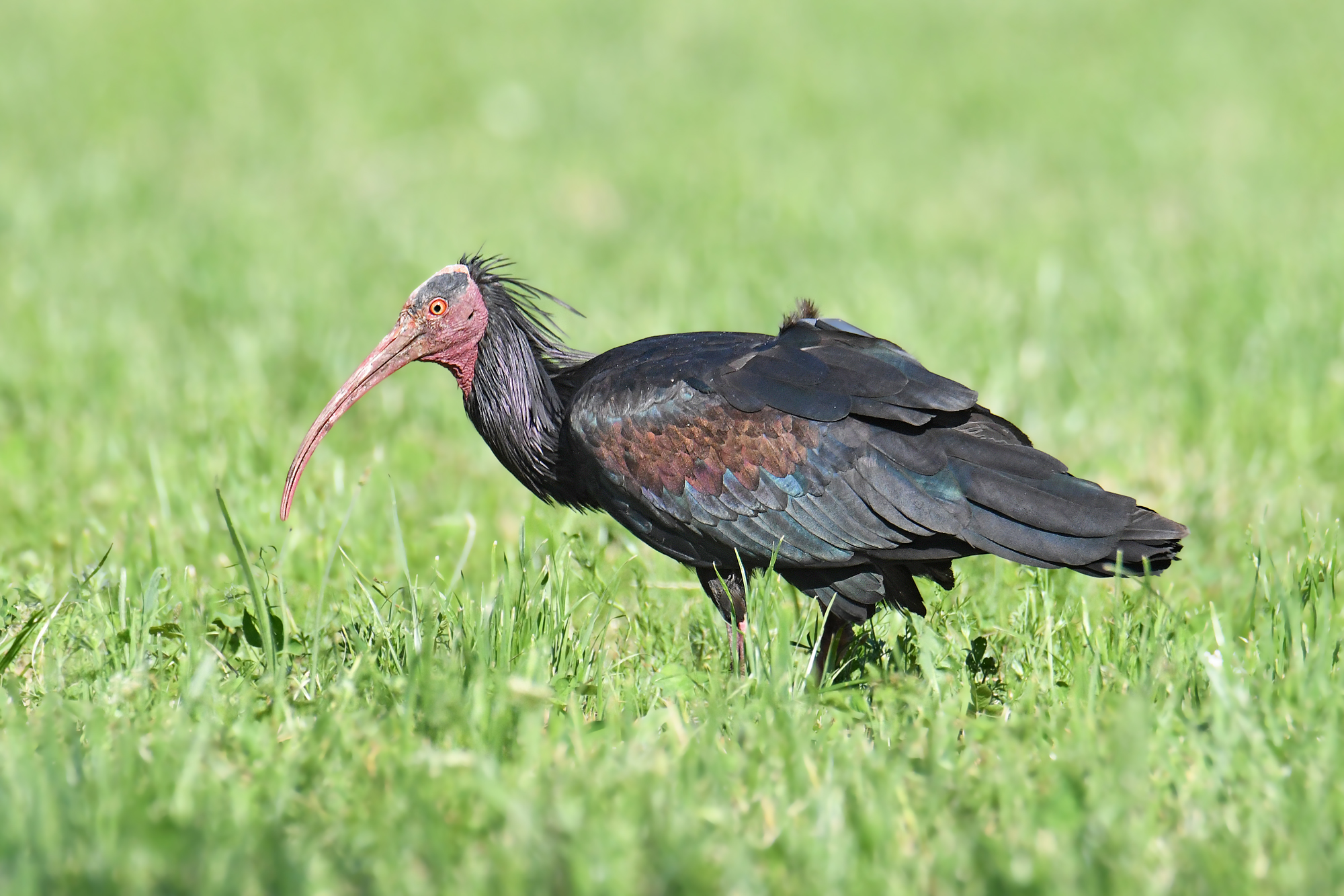Hermit ibis
