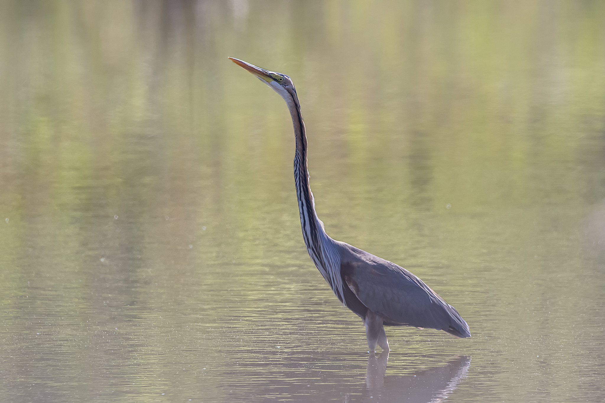 purple heron