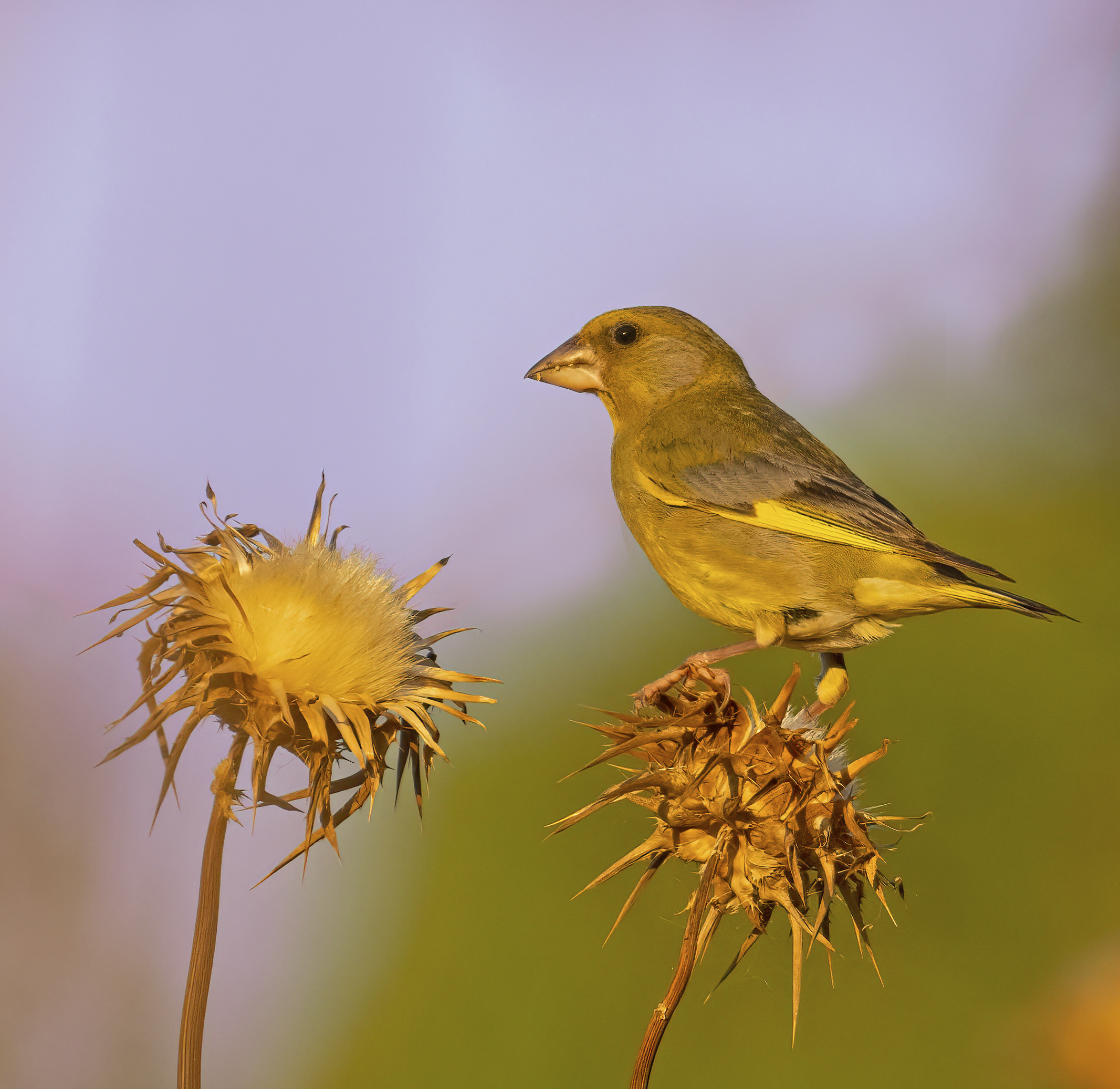 among the flowers of the thistle