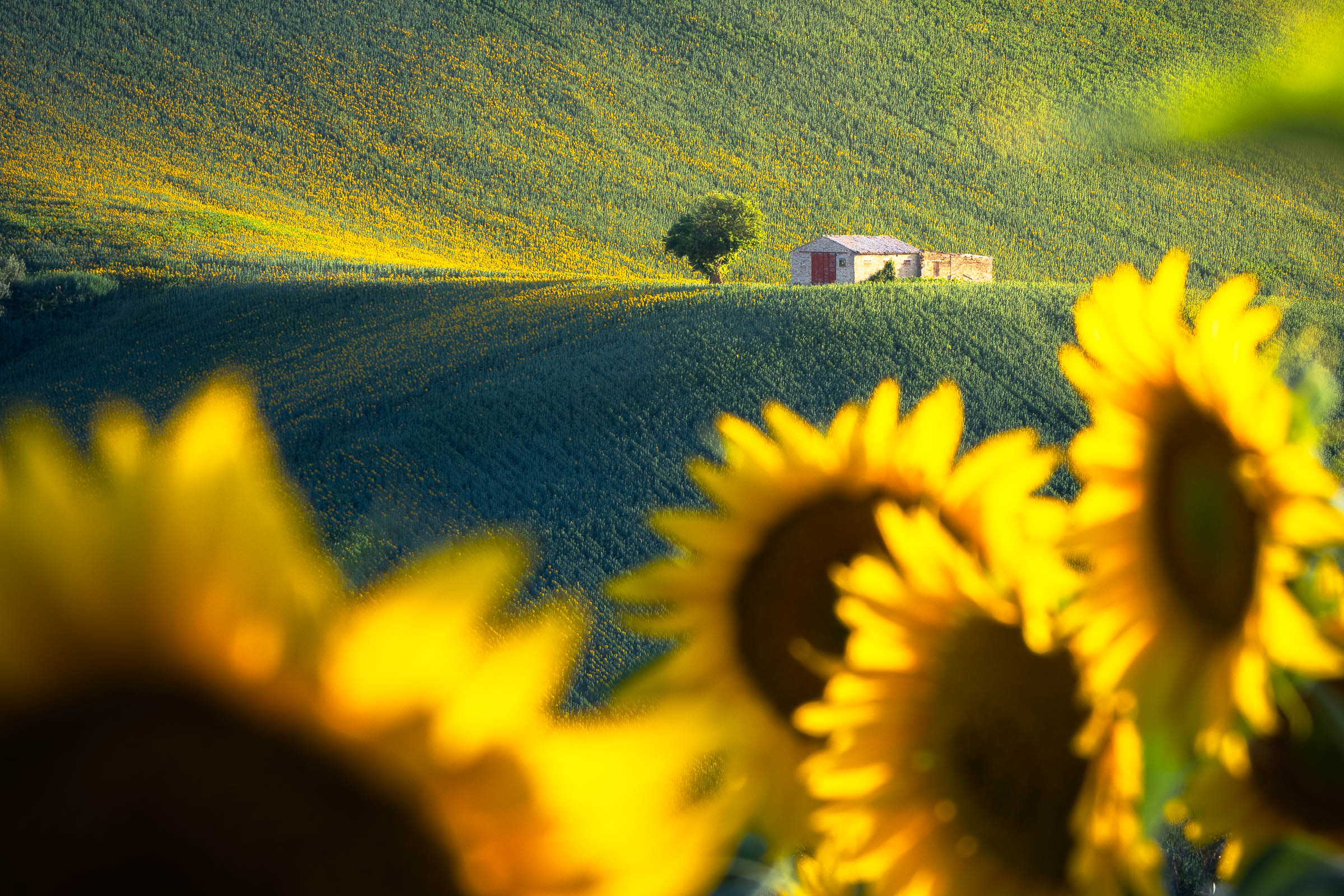 Il casolare, il gelso e tanti girasoli