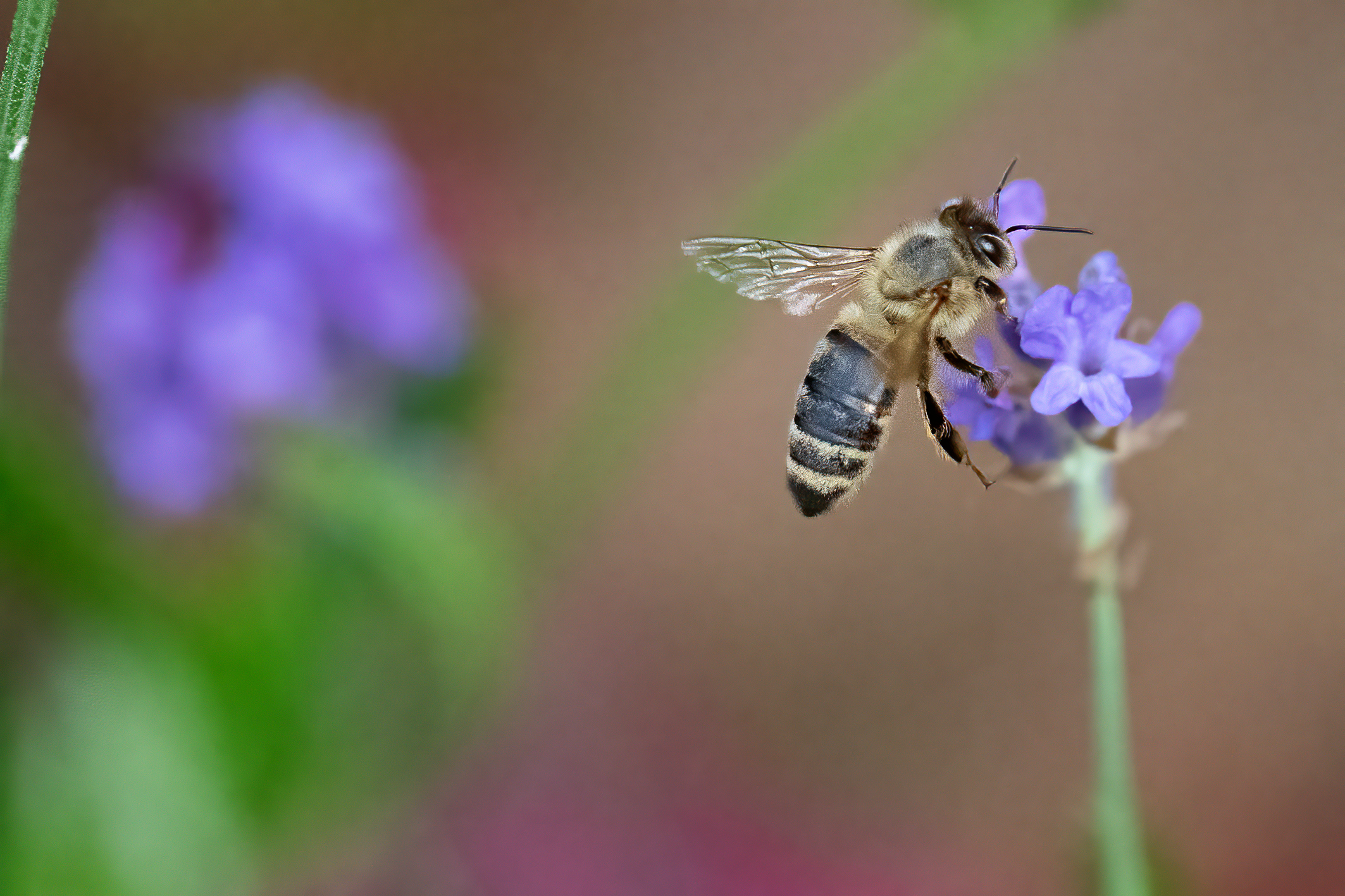 German bee and lavender
