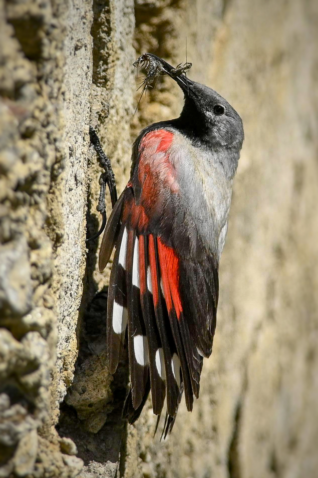 Maschio di Picchio muraiolo