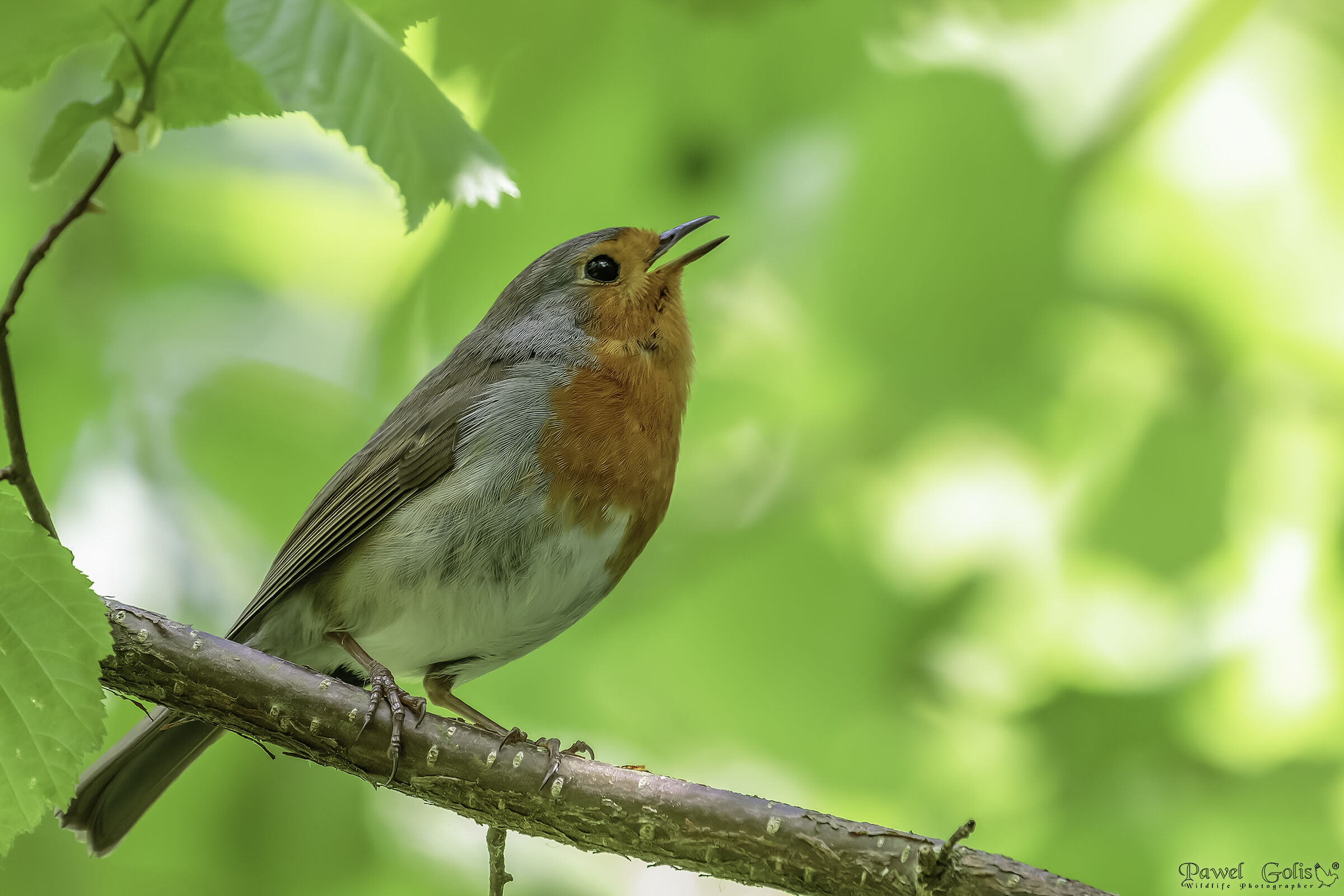 Pettirosso europeo (Erithacus rubecula)
