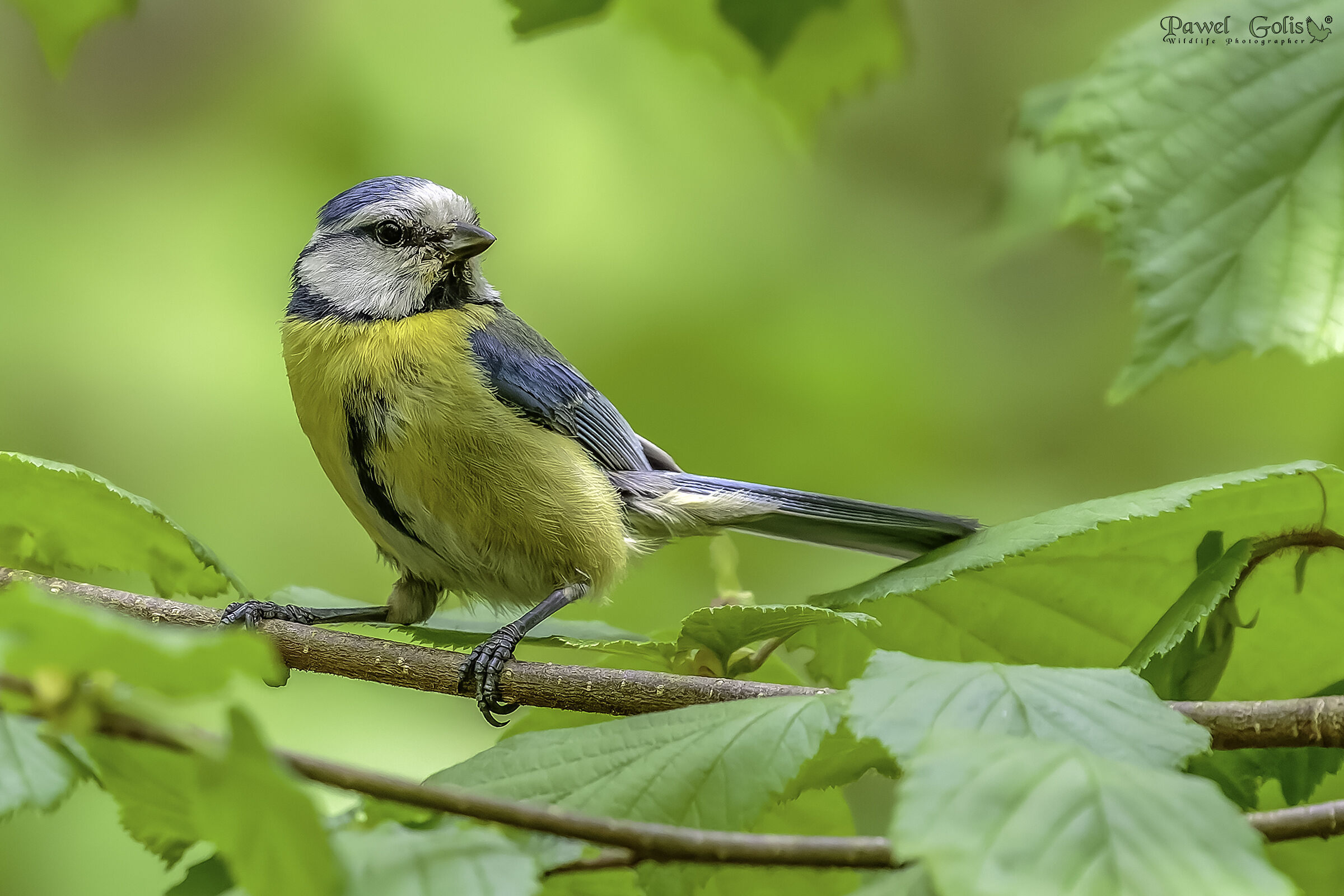 Tit blu eurasiatica (Cyanistes caeruleus)