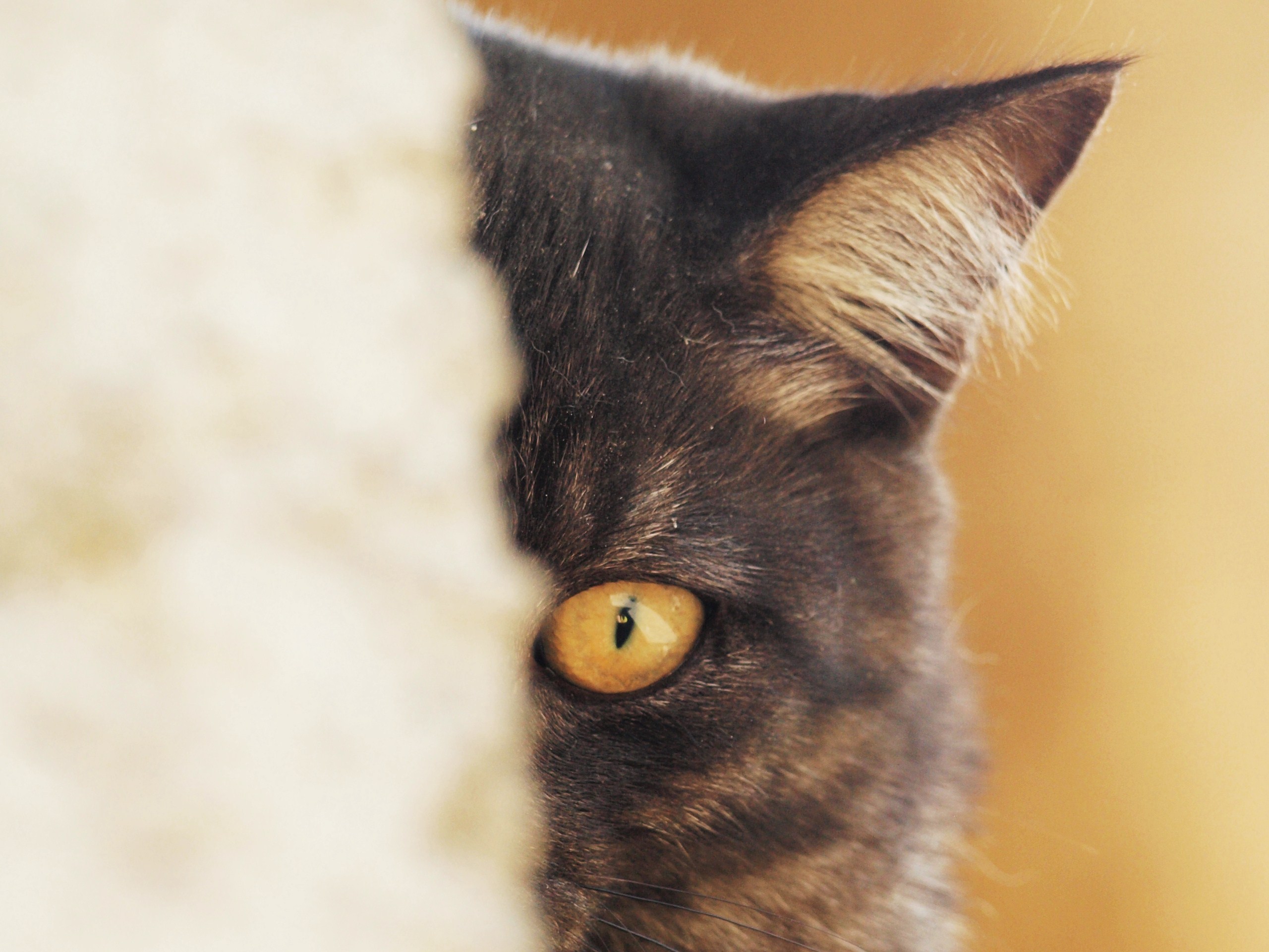 un approccio molto cauto..