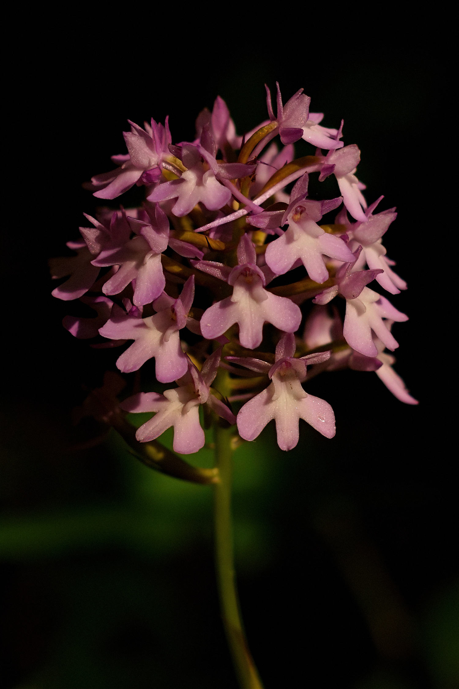 Anacamptis Pyramidalis - Guardiaregia (CB)
