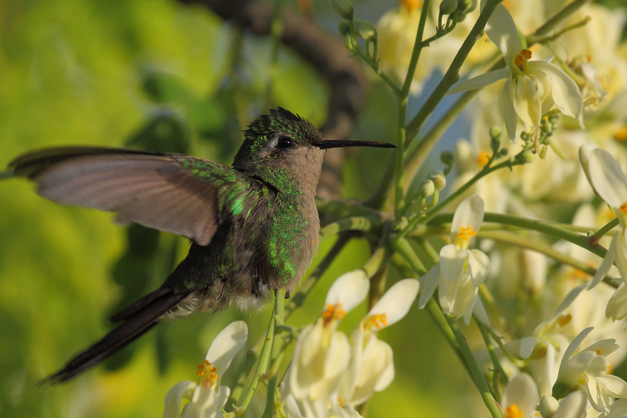 Colibrì smeraldo di Cuba
