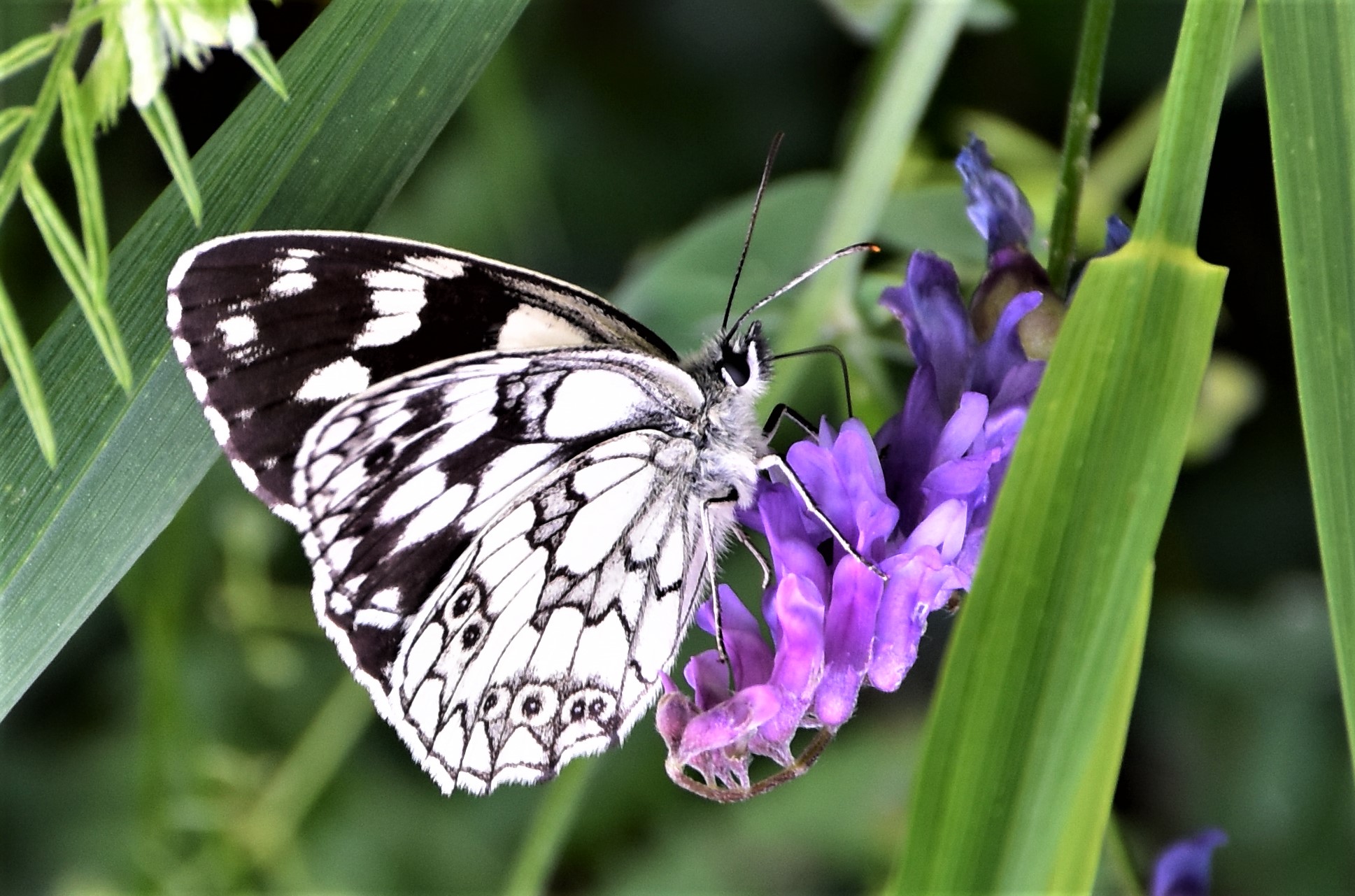 Natura lago di Orfu'