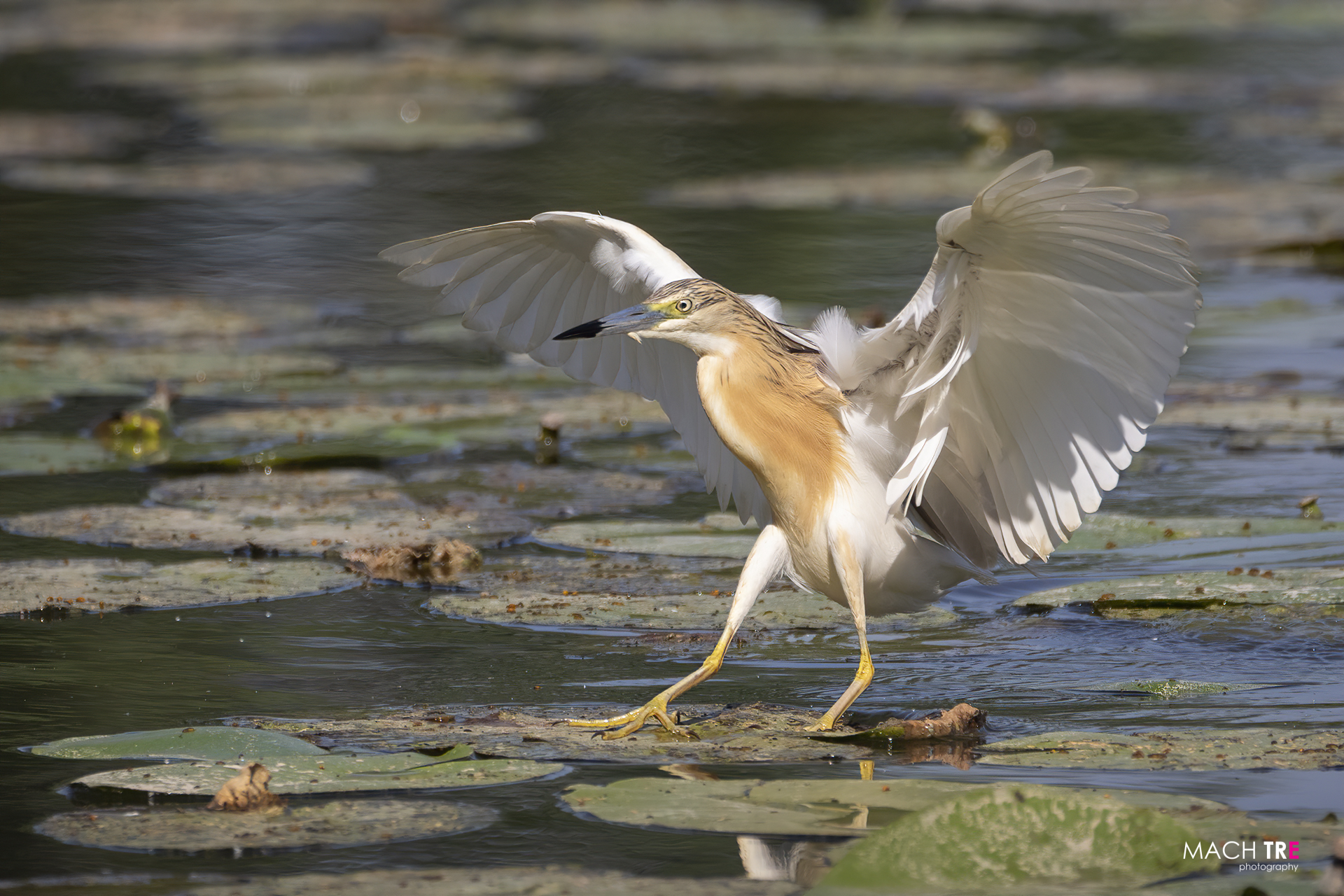 Tufted Sgarza (Ardeola ralloides)