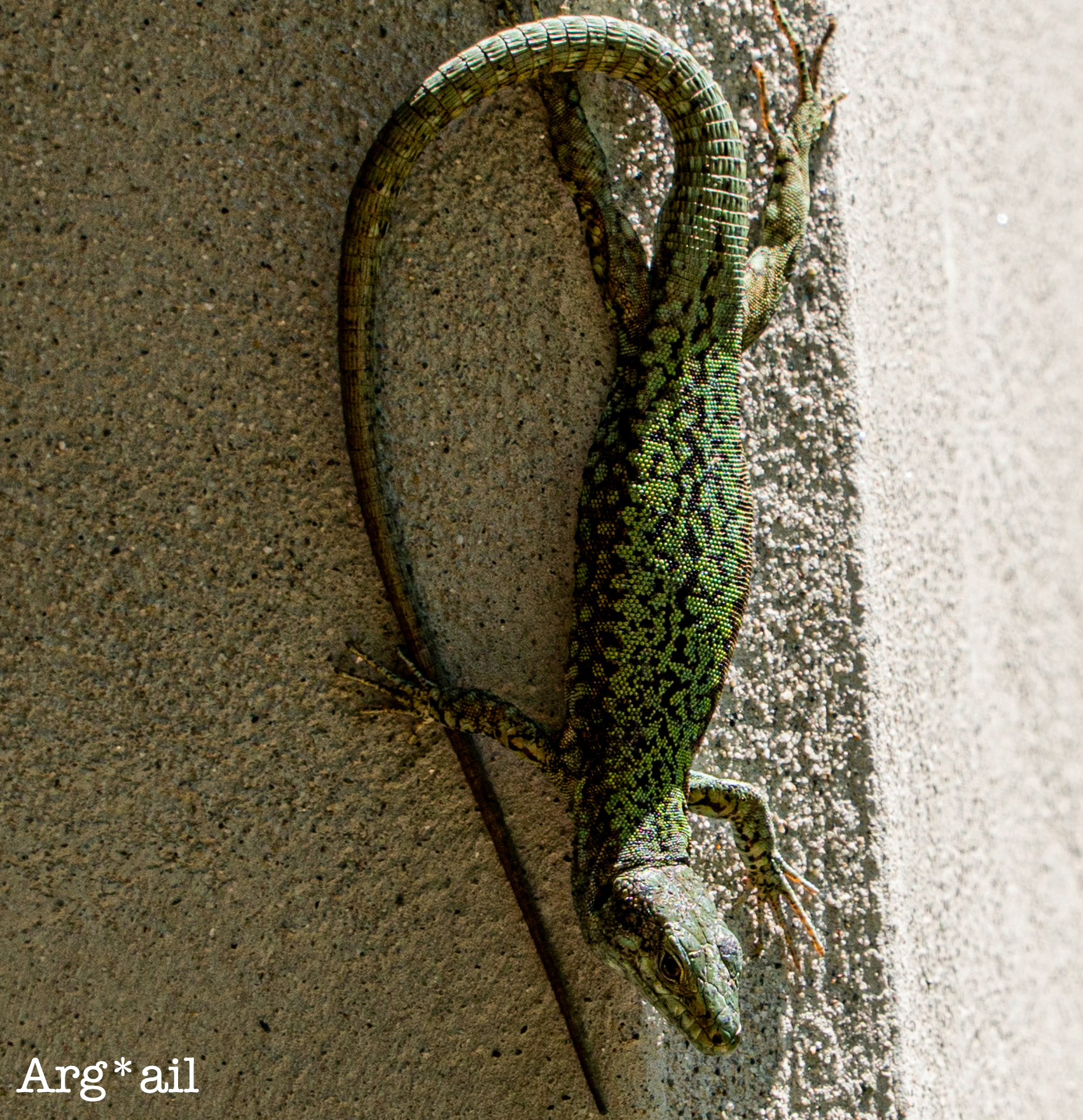 Lizard at rest