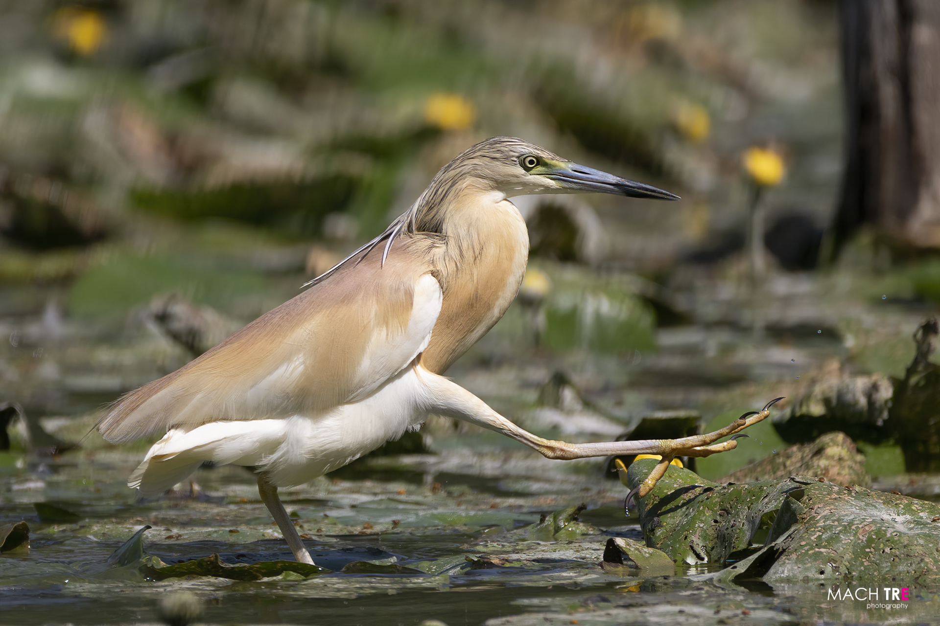 Tufted Sgarza (Ardeola ralloides)