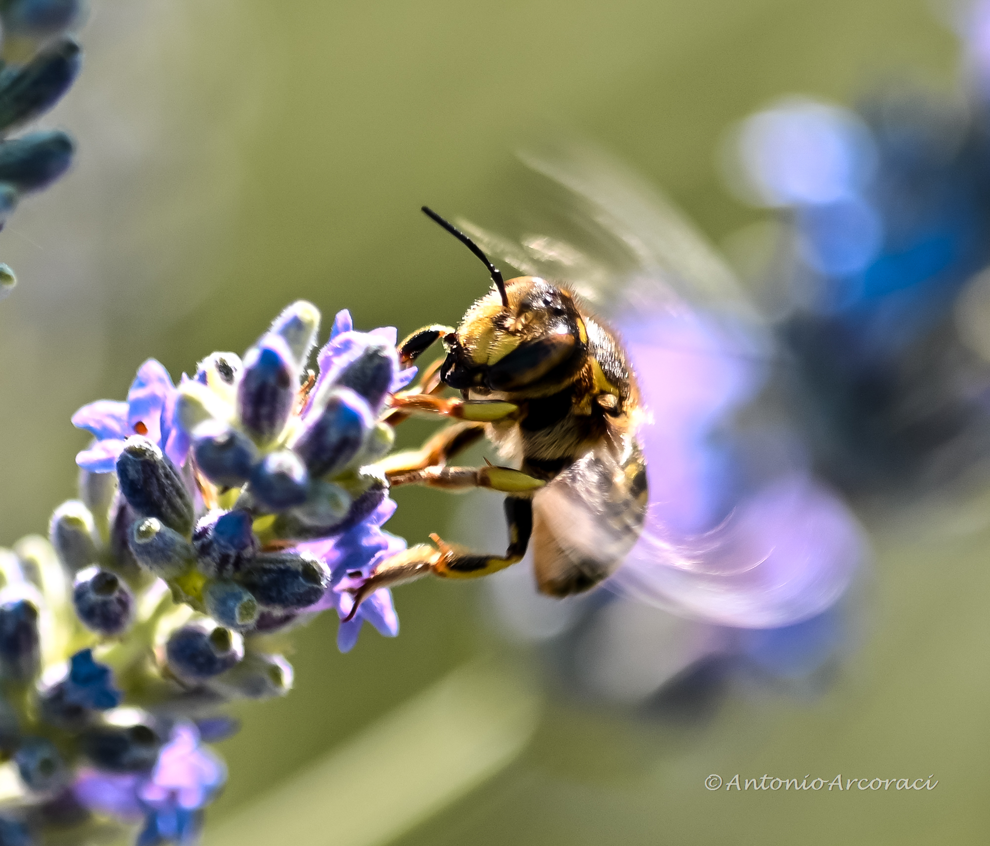 flapping of wings