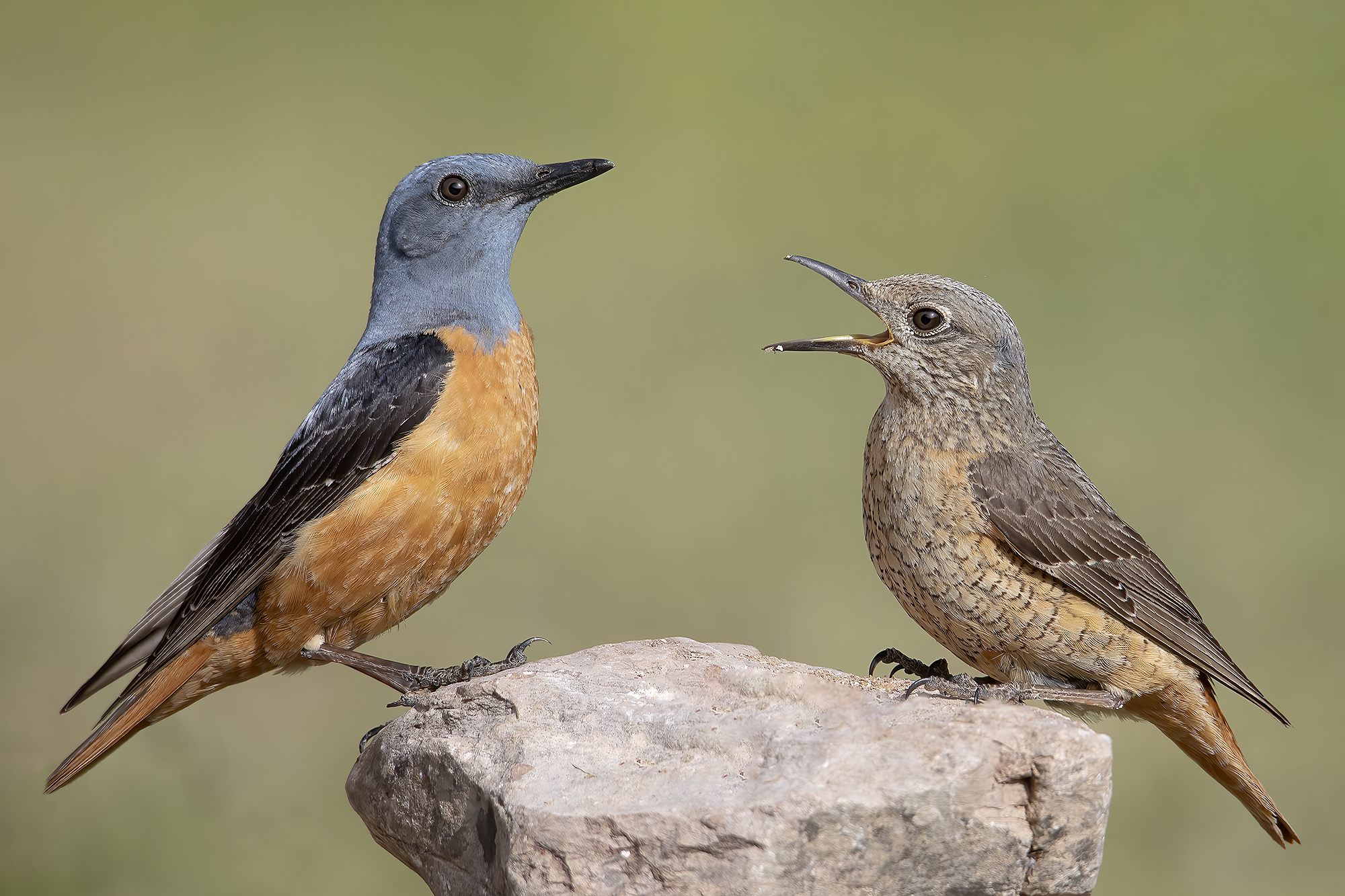 lui e lei  codirossoni