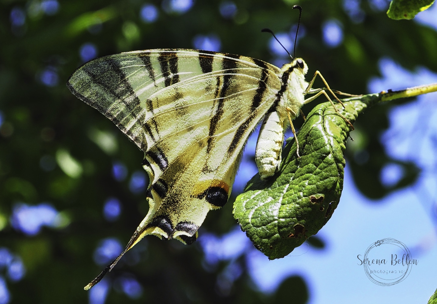 la mia farfalla amica